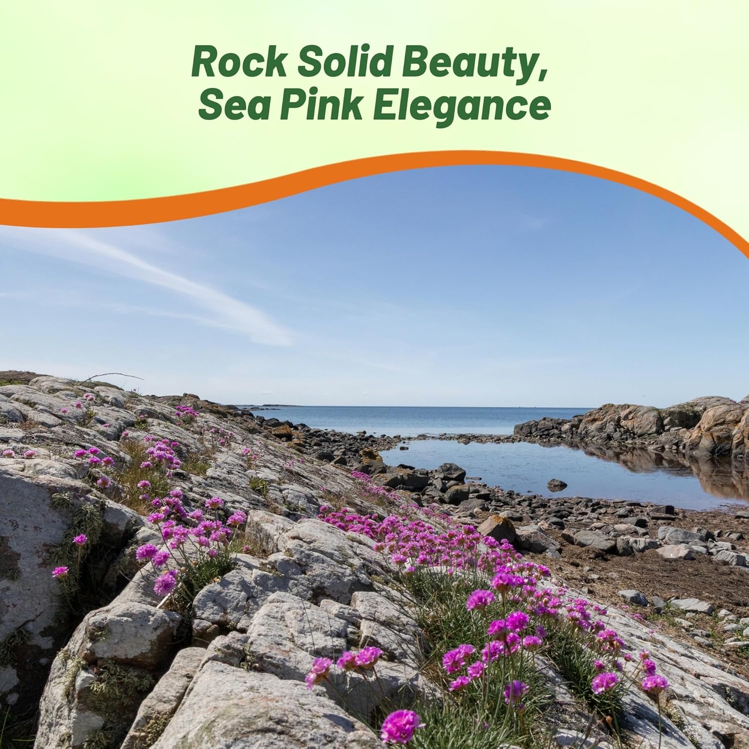 Perennial Armeria Maritima Splendens Pink Flowering Plants