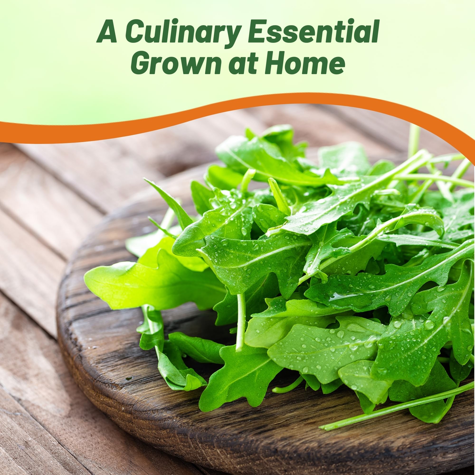 Arugula Herb Garden Seed