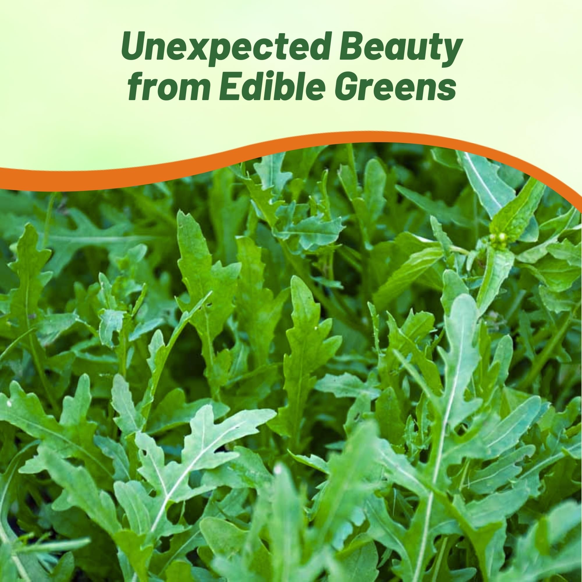 Arugula Planting Directions