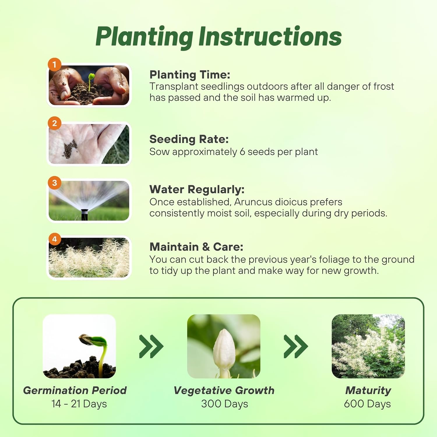 Aruncus Dioicus Planting Directions