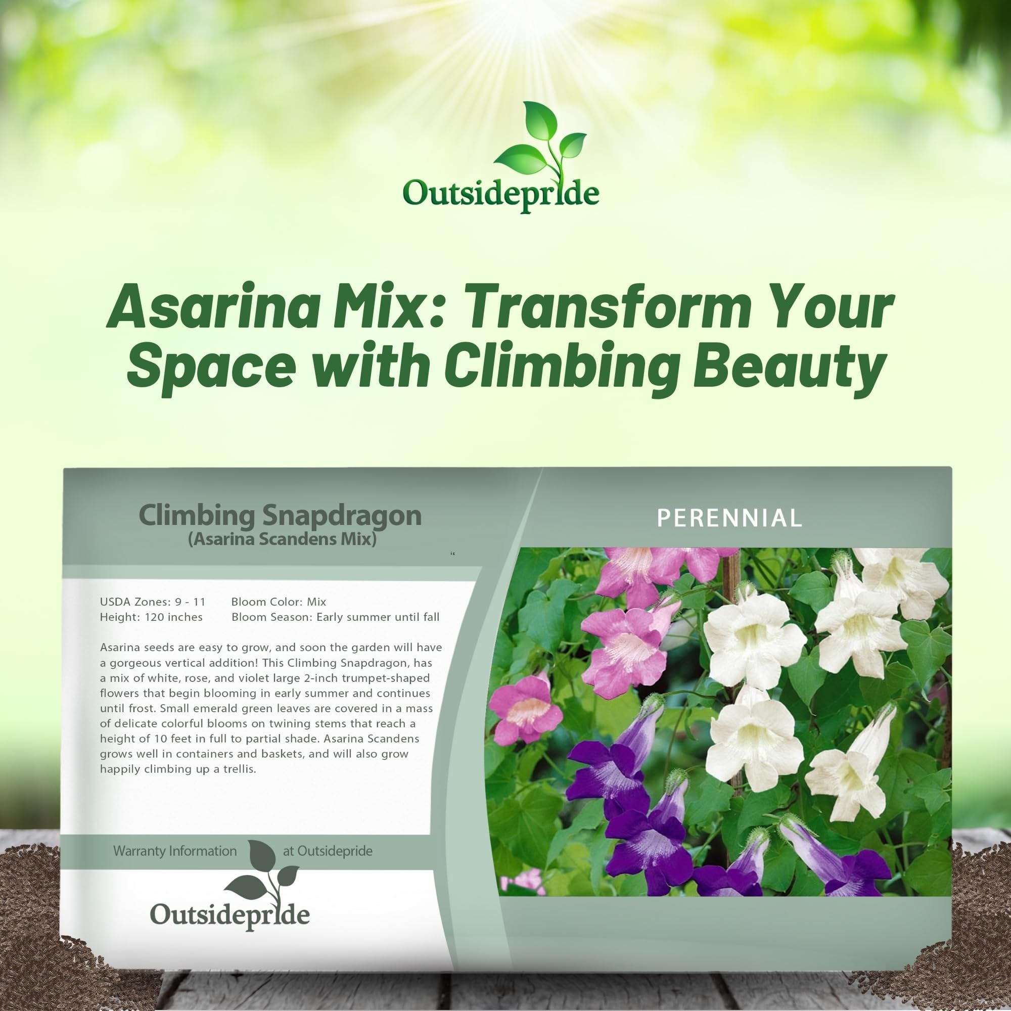 Asarina Flower Seed Packet Mix
