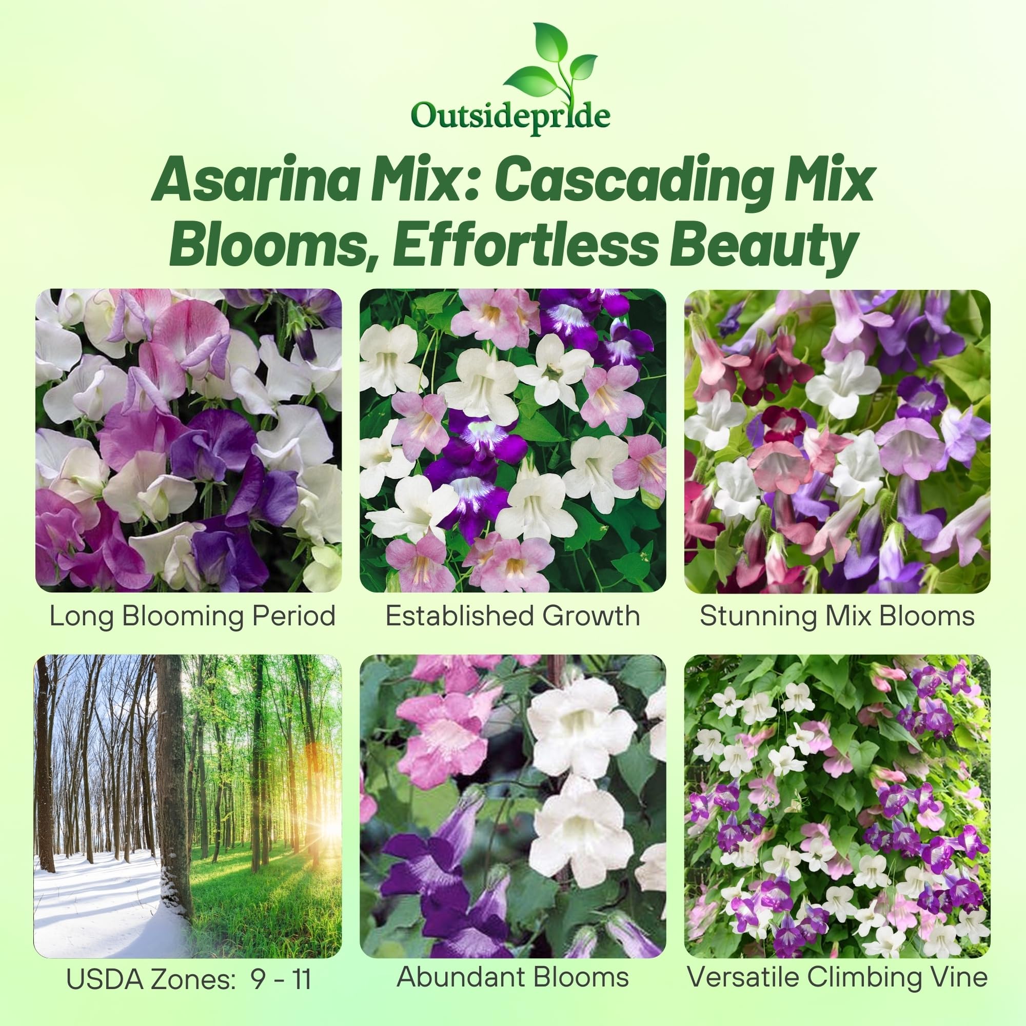 Climbing Snapdragon Trellis Flower Mix