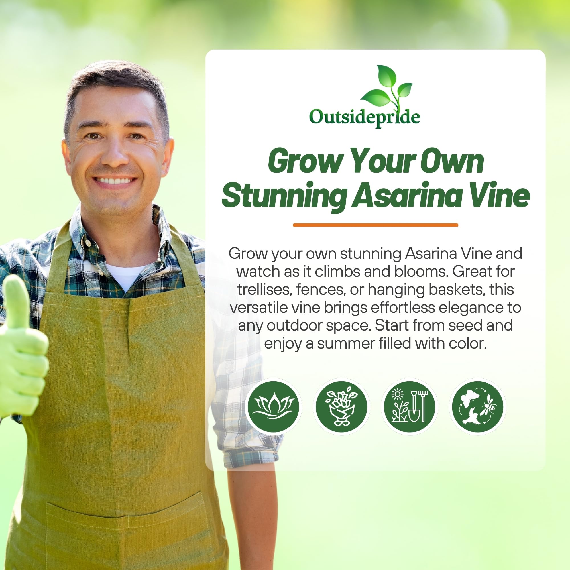 Asarina Flower Seed Mix