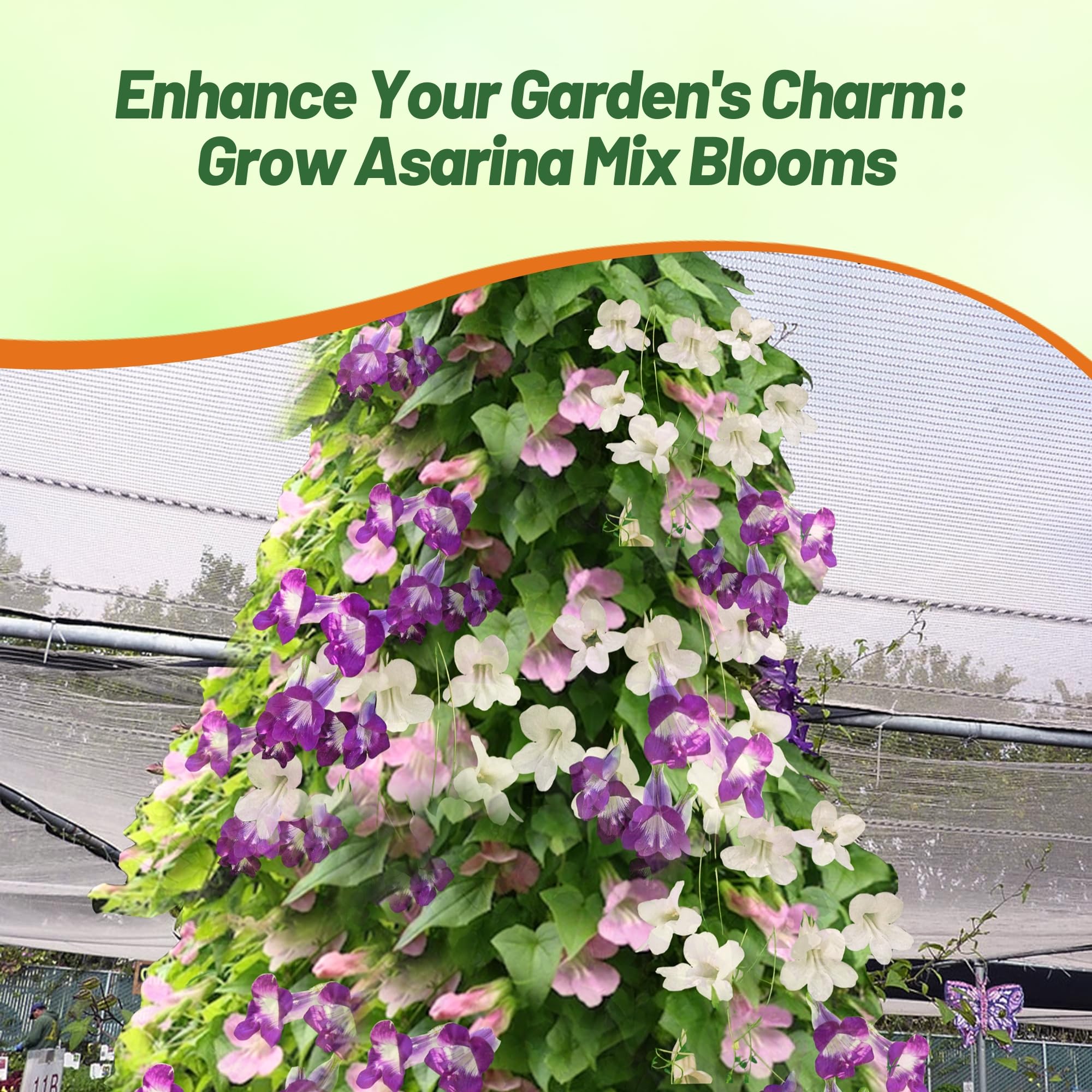 Climbing Snapdragon Garden Flower Mix