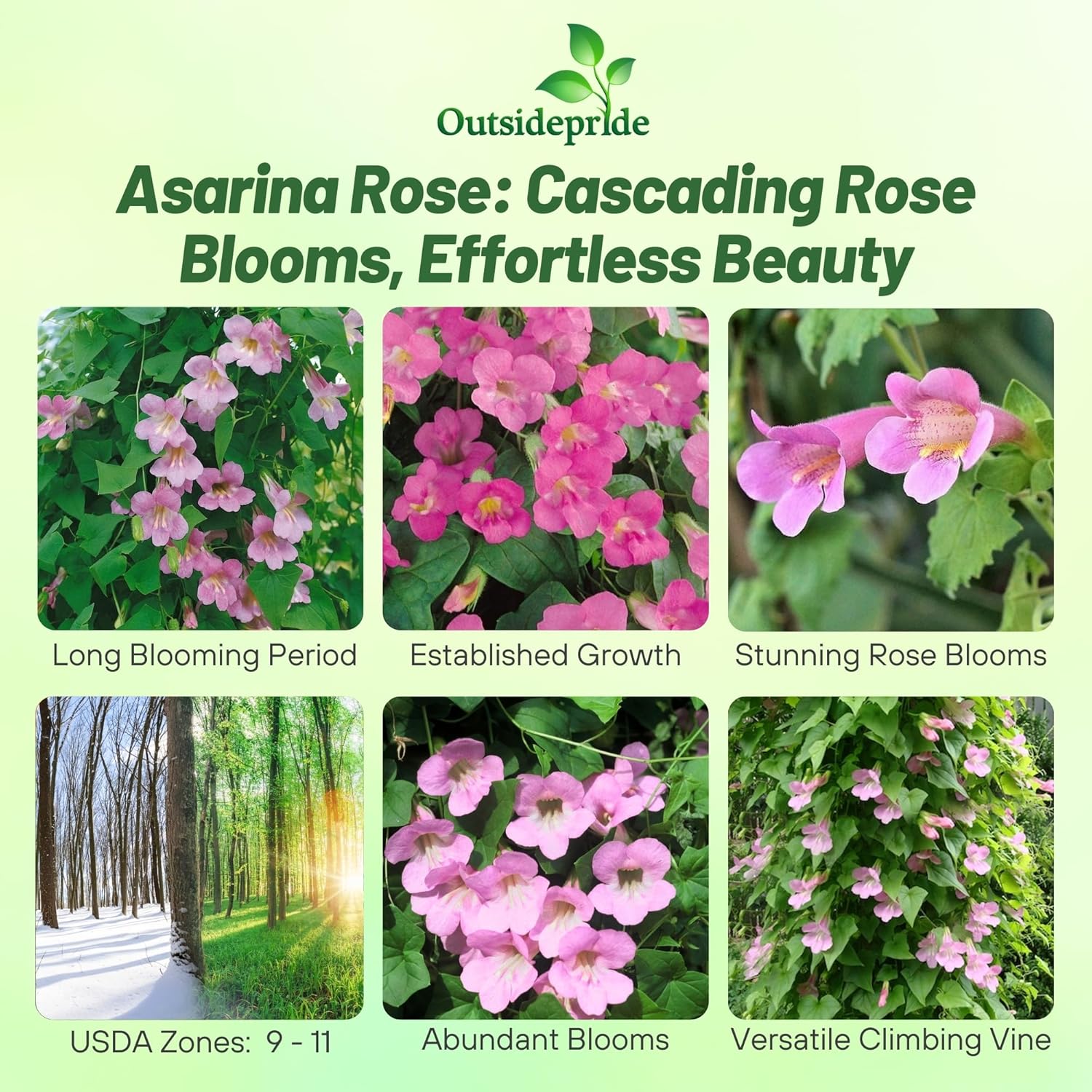 Asarina Scandens Rose Climbing Snapdragon