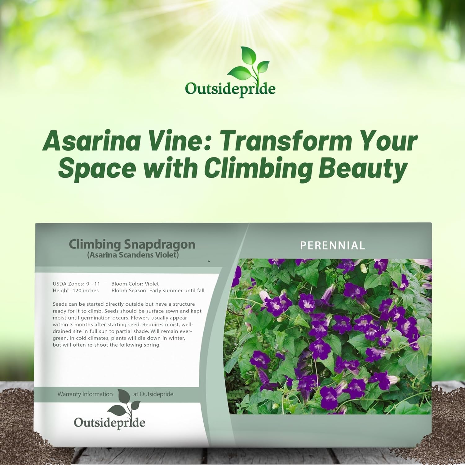 Asarina Violet Flower Seed Packet