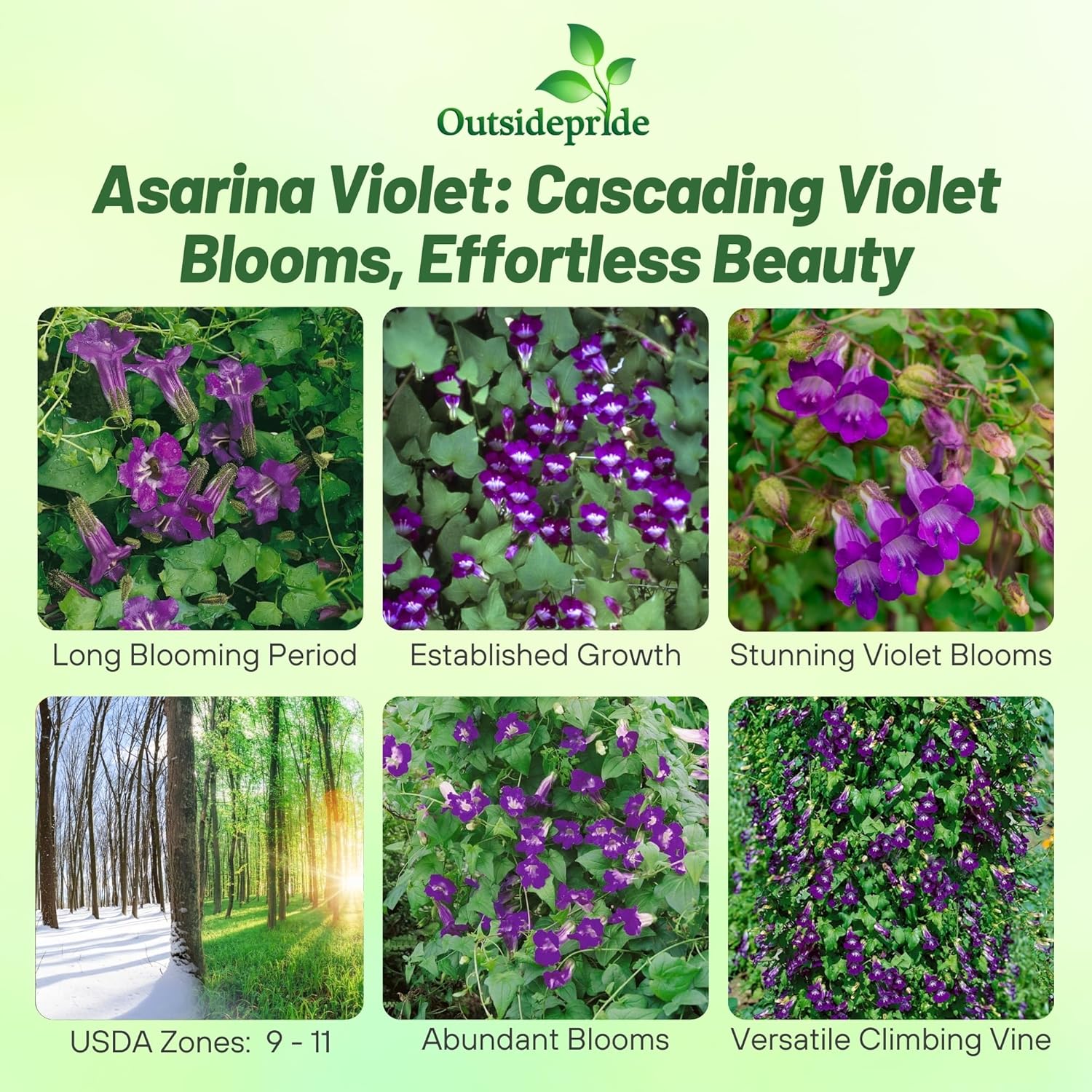 Climbing Snapdragon Violet Flower Seeds