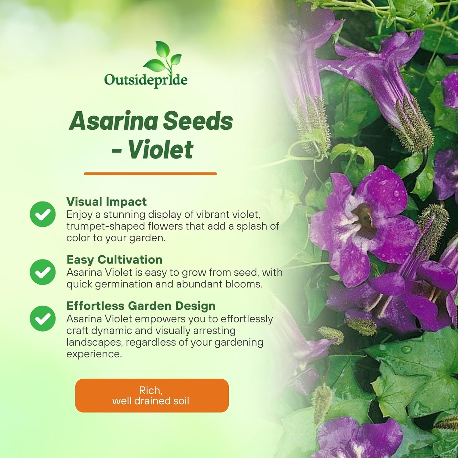 Climbing Snapdragon Violet Flowers