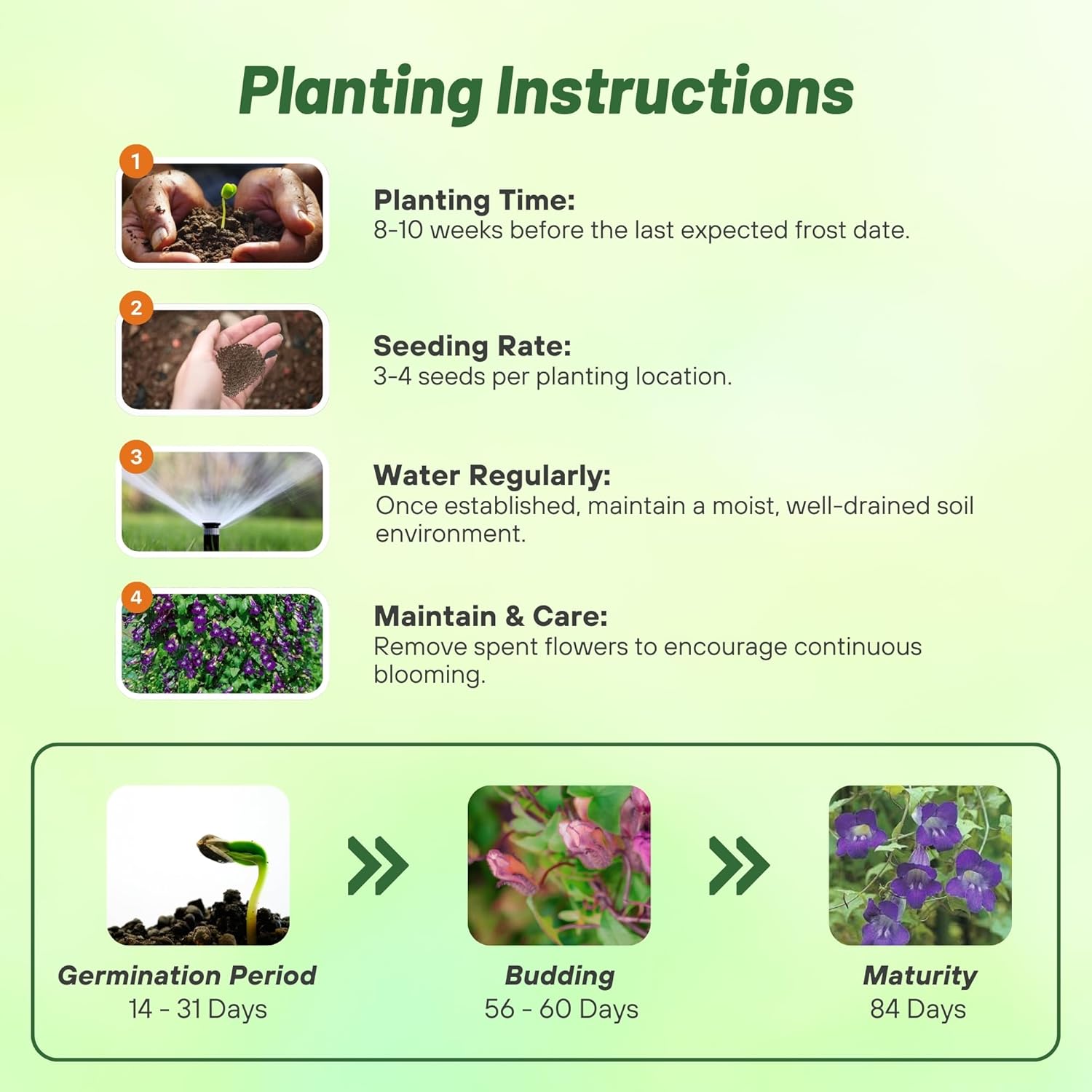 Asarina Violet Planting Directions