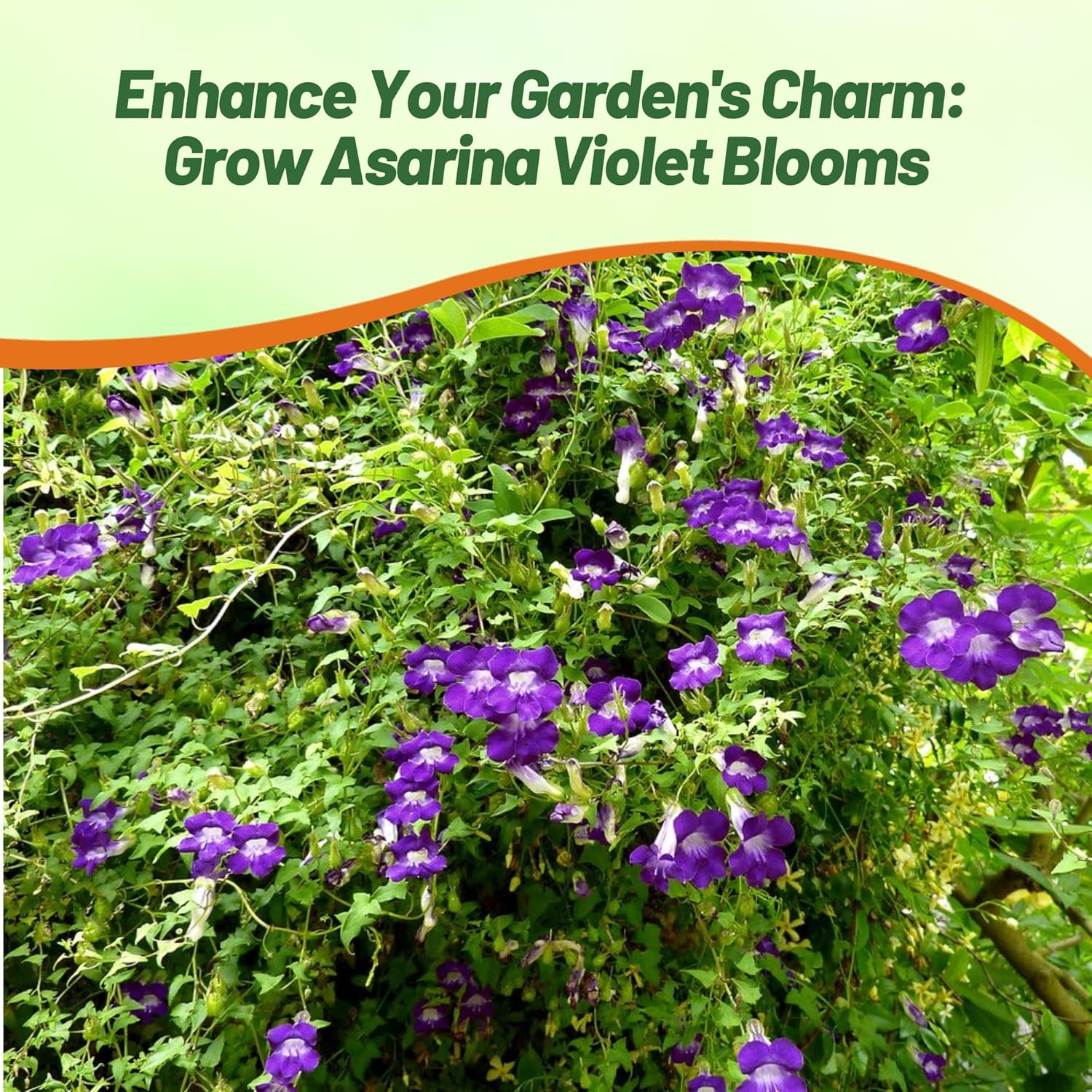 Asarina Scandens Violet Garden Flowers