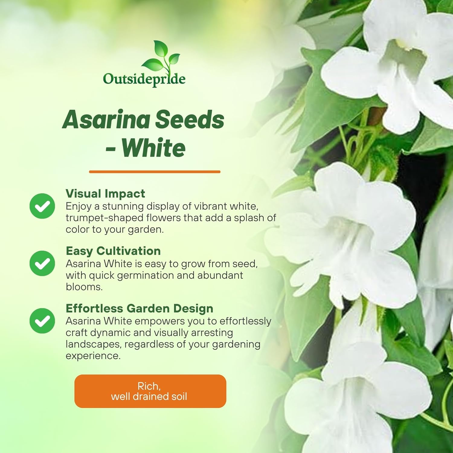 Climbing Snapdragon Asarina White