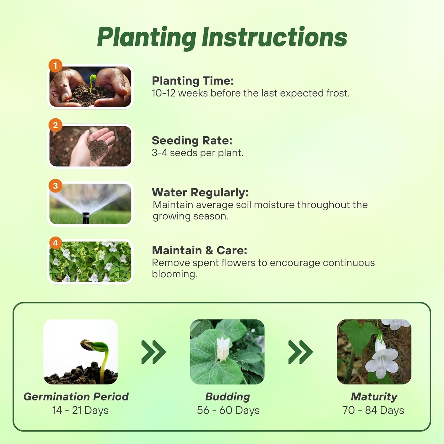 Asarina White Planting Directions