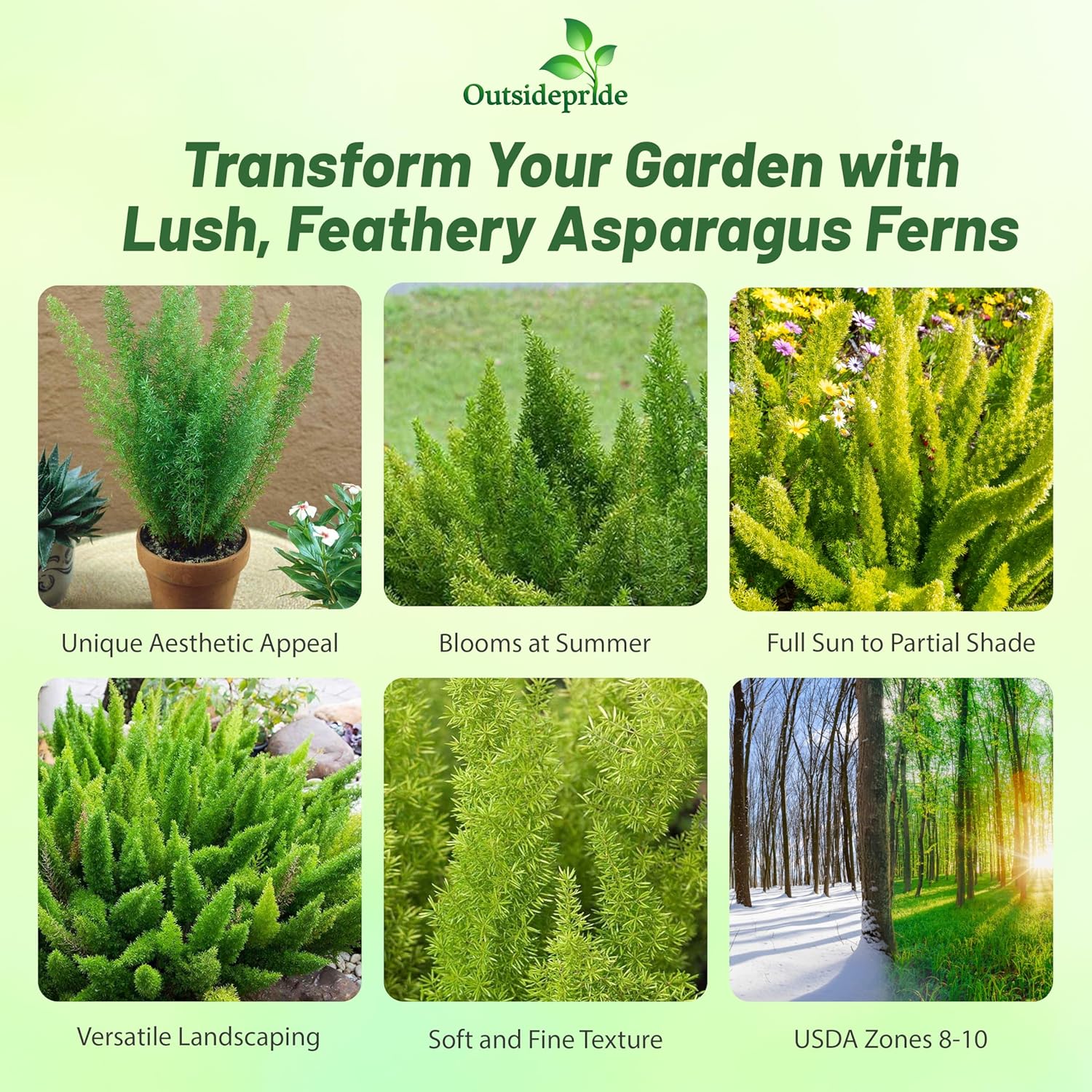 Asparagus Fern Meyeri Landscaping Plant