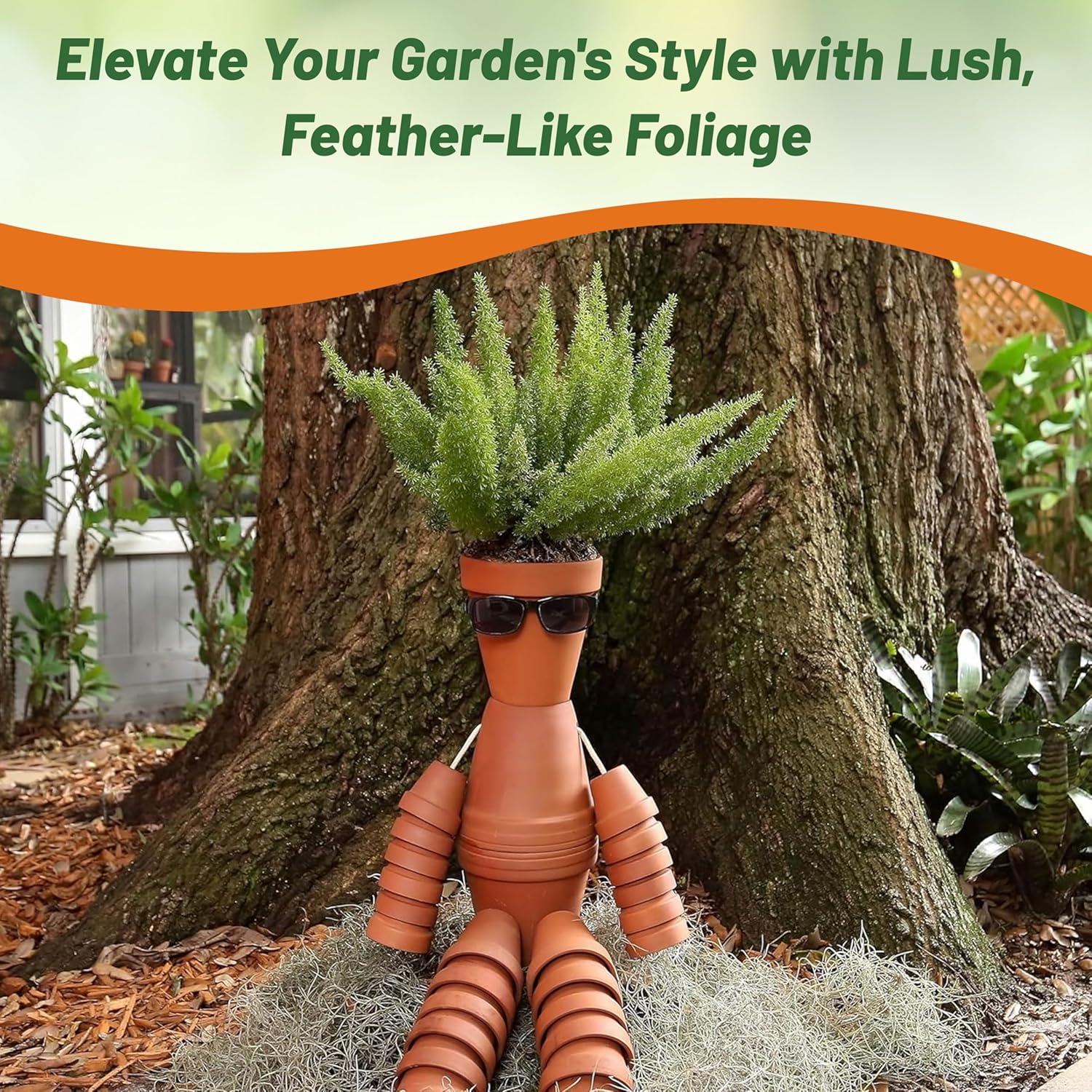 Asparagus Fern Meyeri Foliage Plant