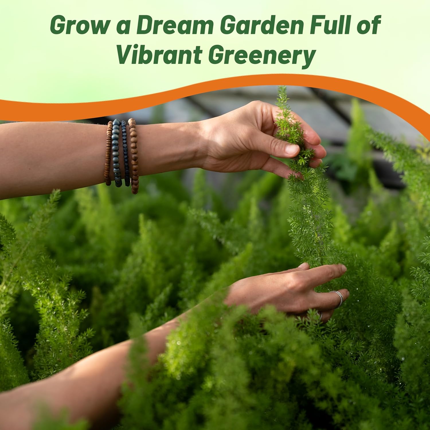 Asparagus Fern Meyeri Evergreen