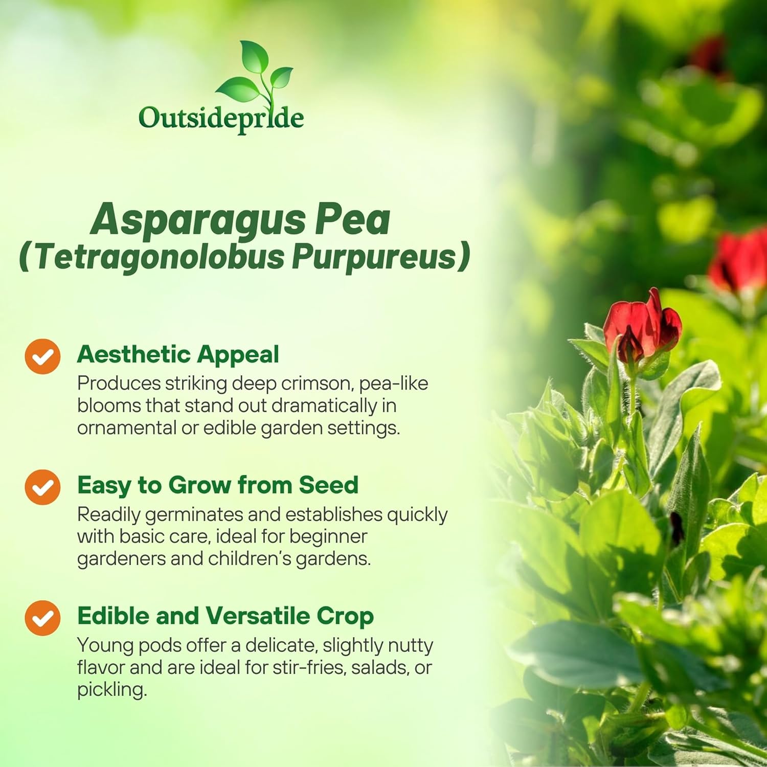 Asparagus Pea Vegetable Garden