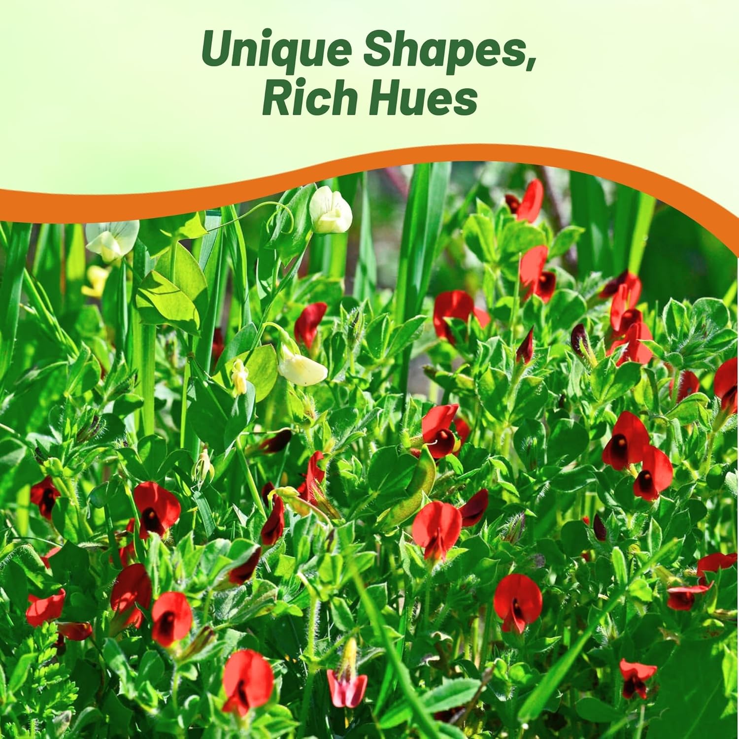 Asparagus Pea Culinary Vegetable