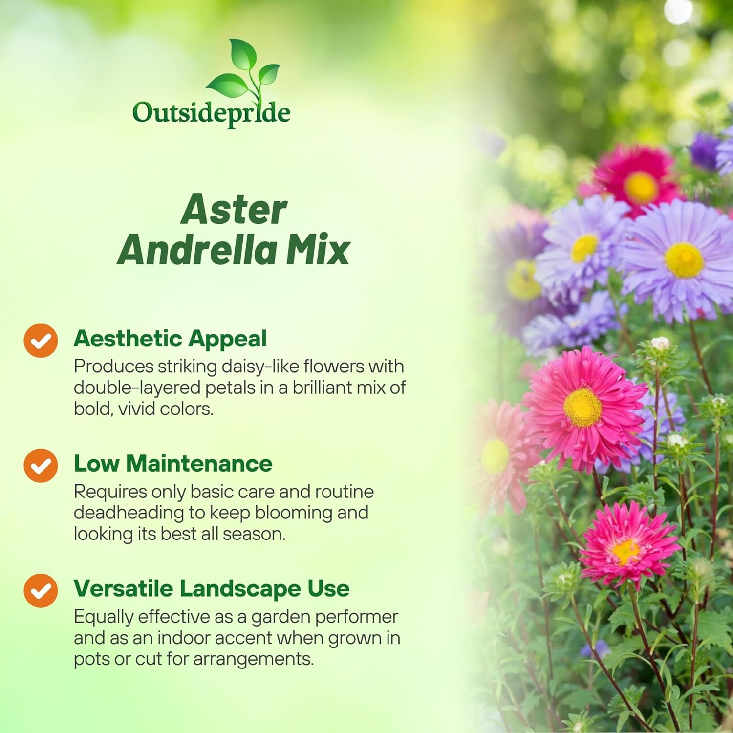 Aster Andrella Flower Garden Mix