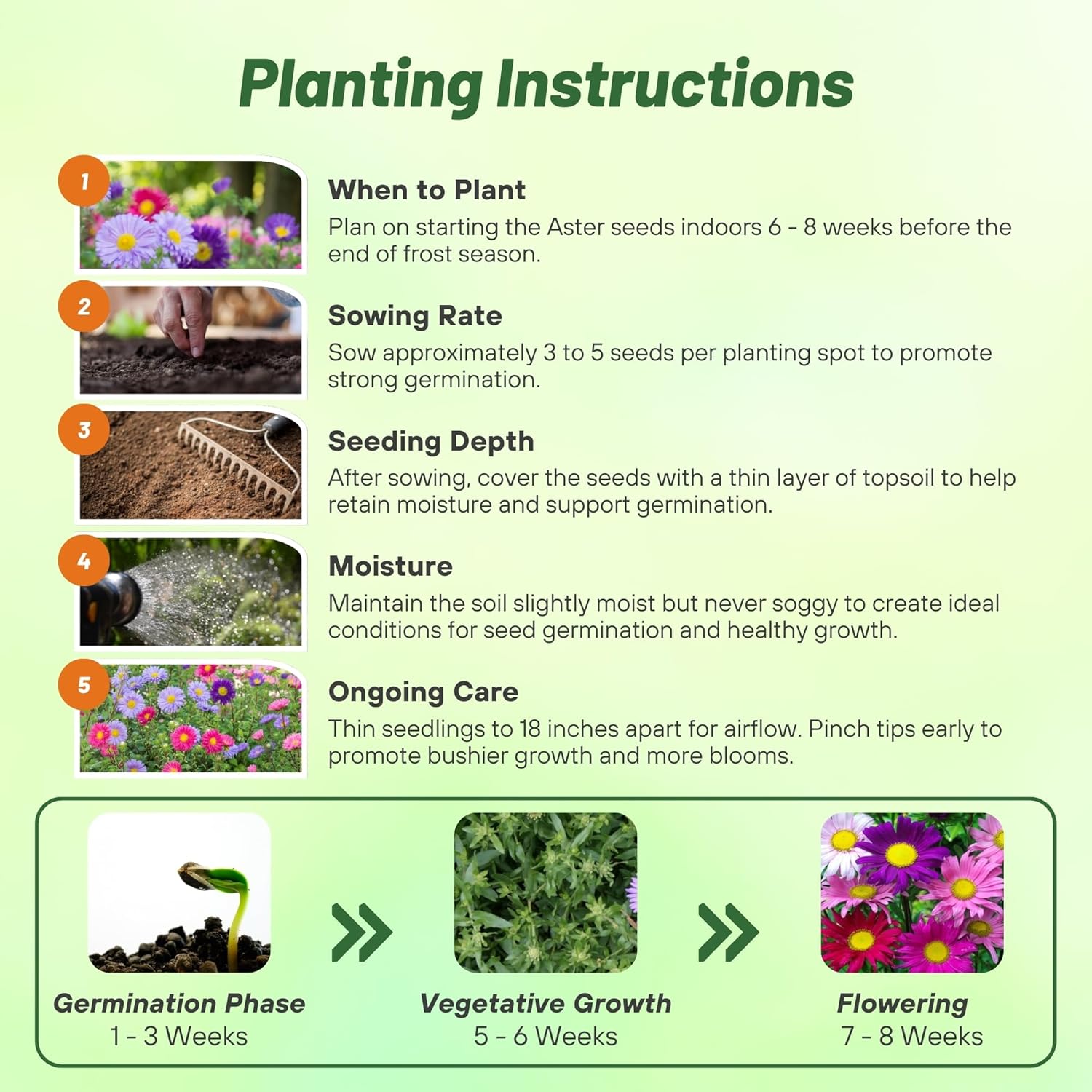 Aster Andrella Planting Directions