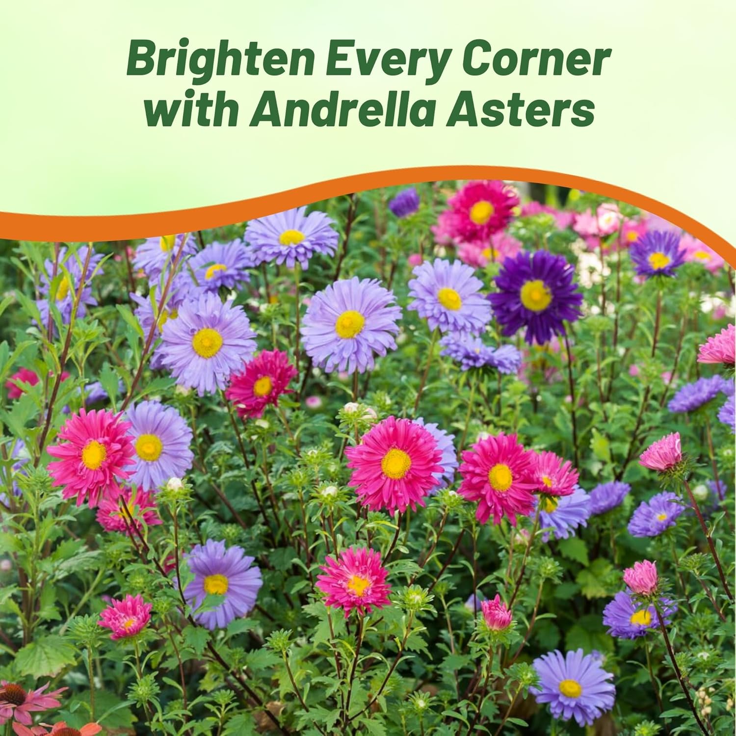 Aster Andrella Pollinating Flowers