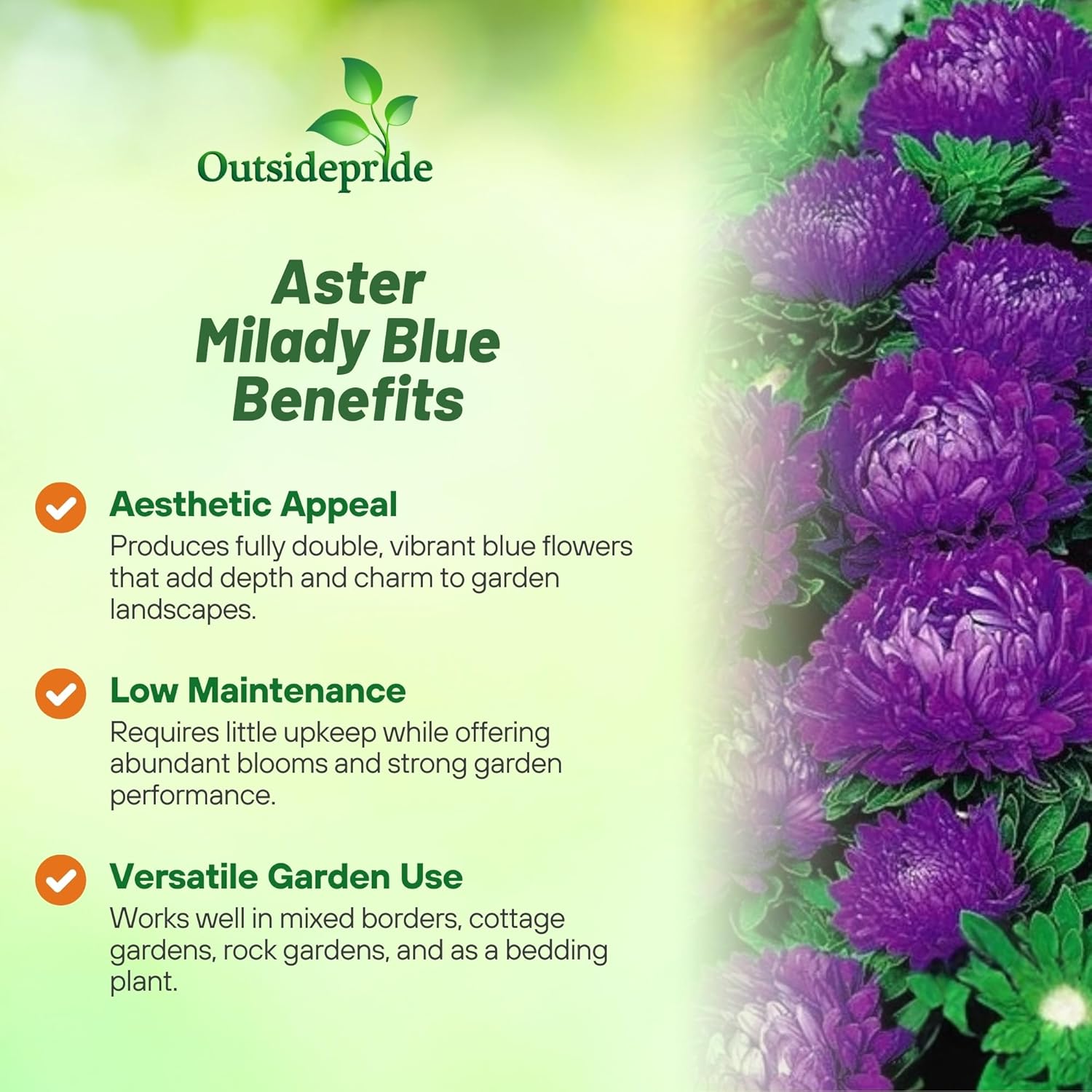 Aster Milady Blue Benefits
