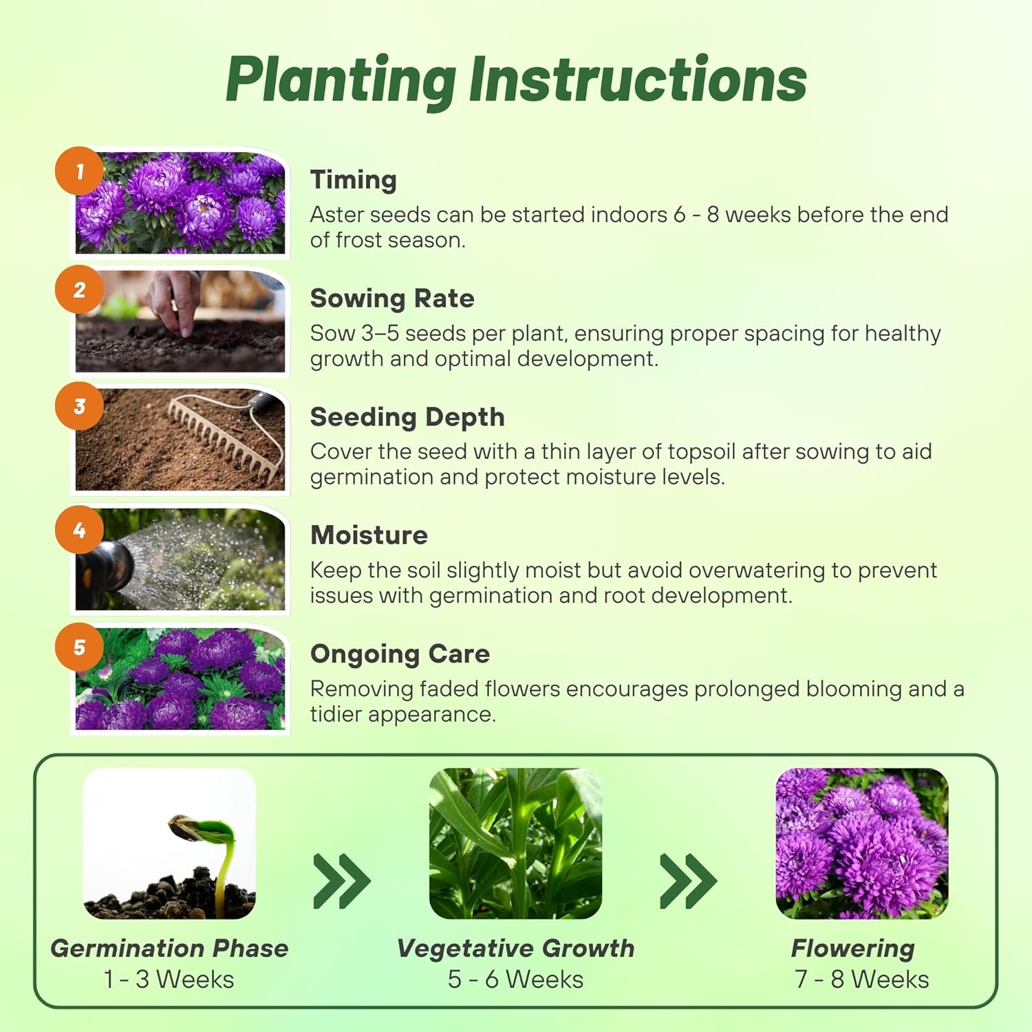 Aster Milady Blue Planting Directions