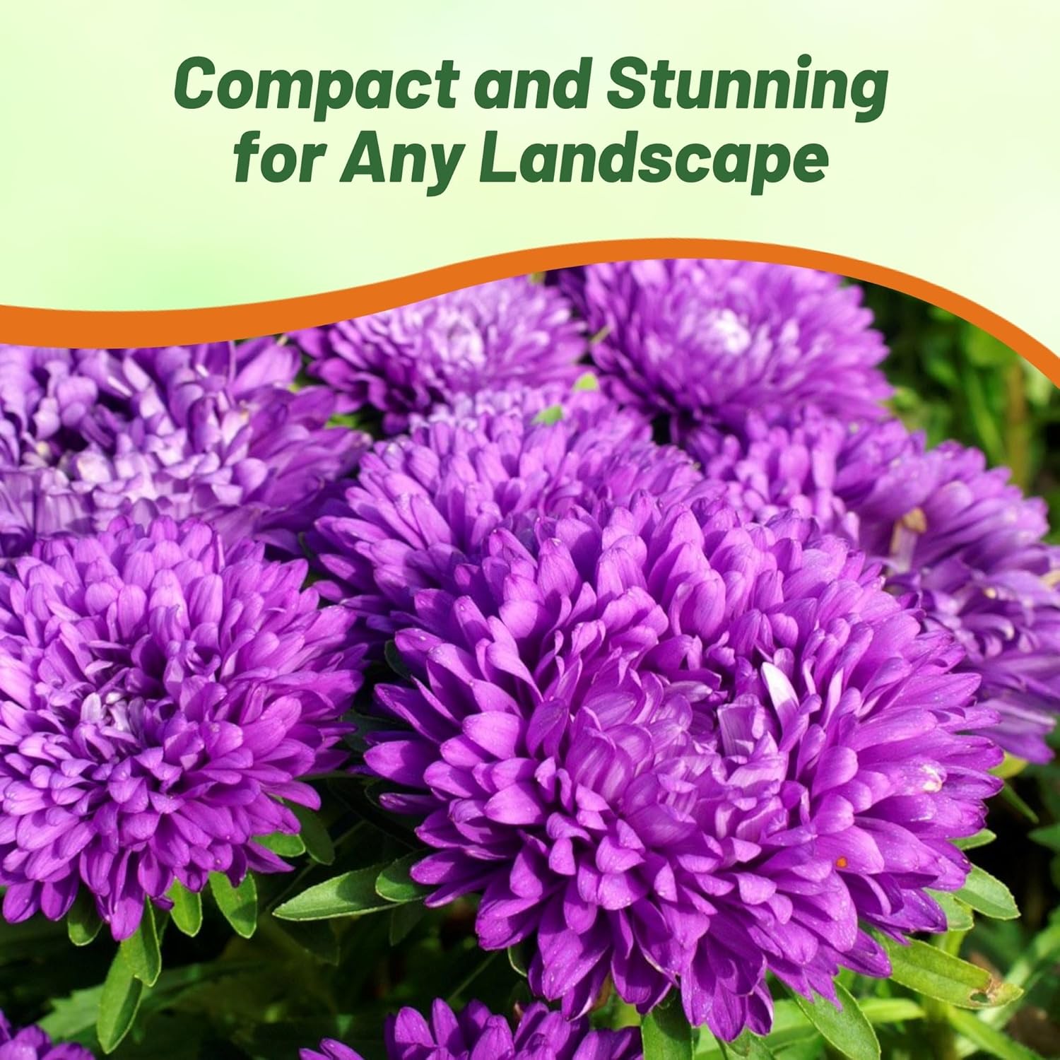 Aster Milady Blue Cut Flowers