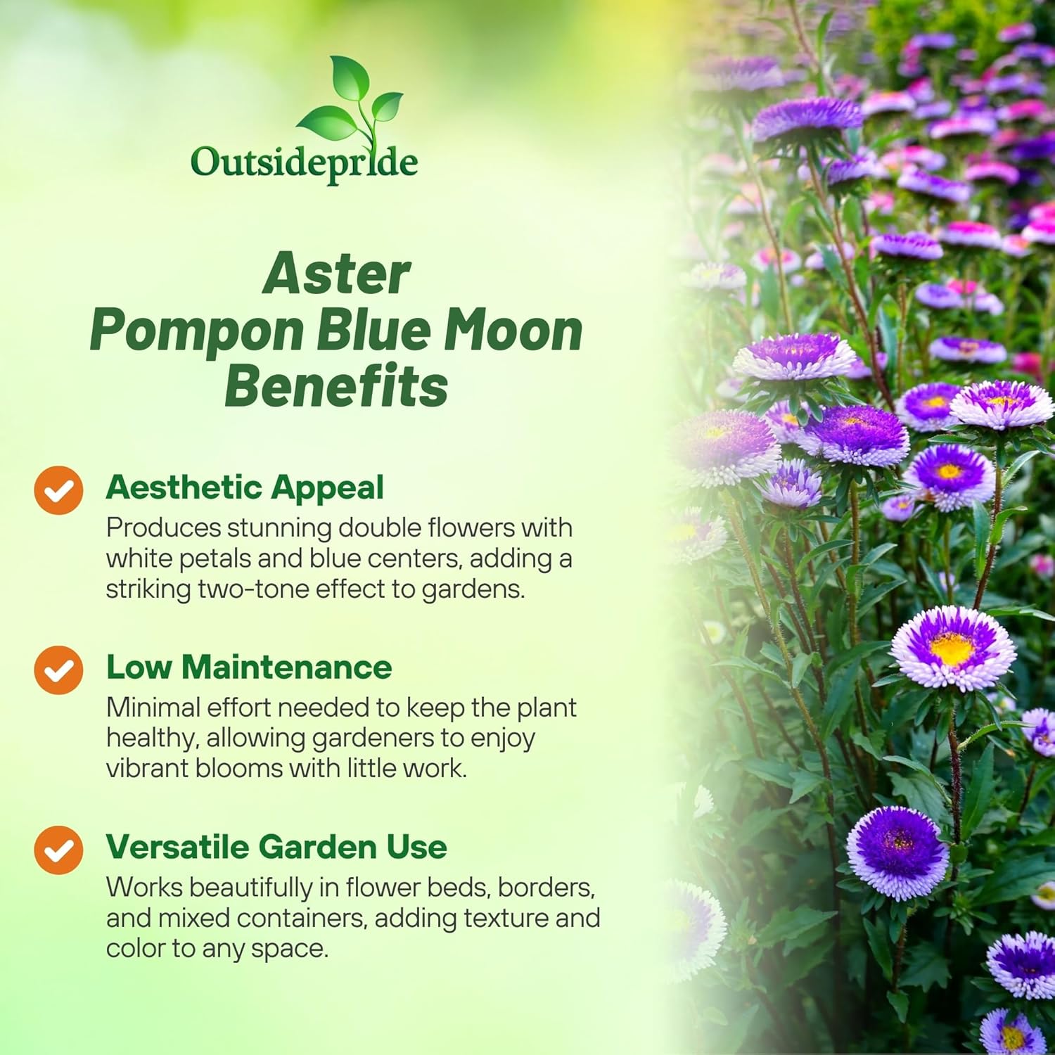 Aster Pompon Blue Moon Uses