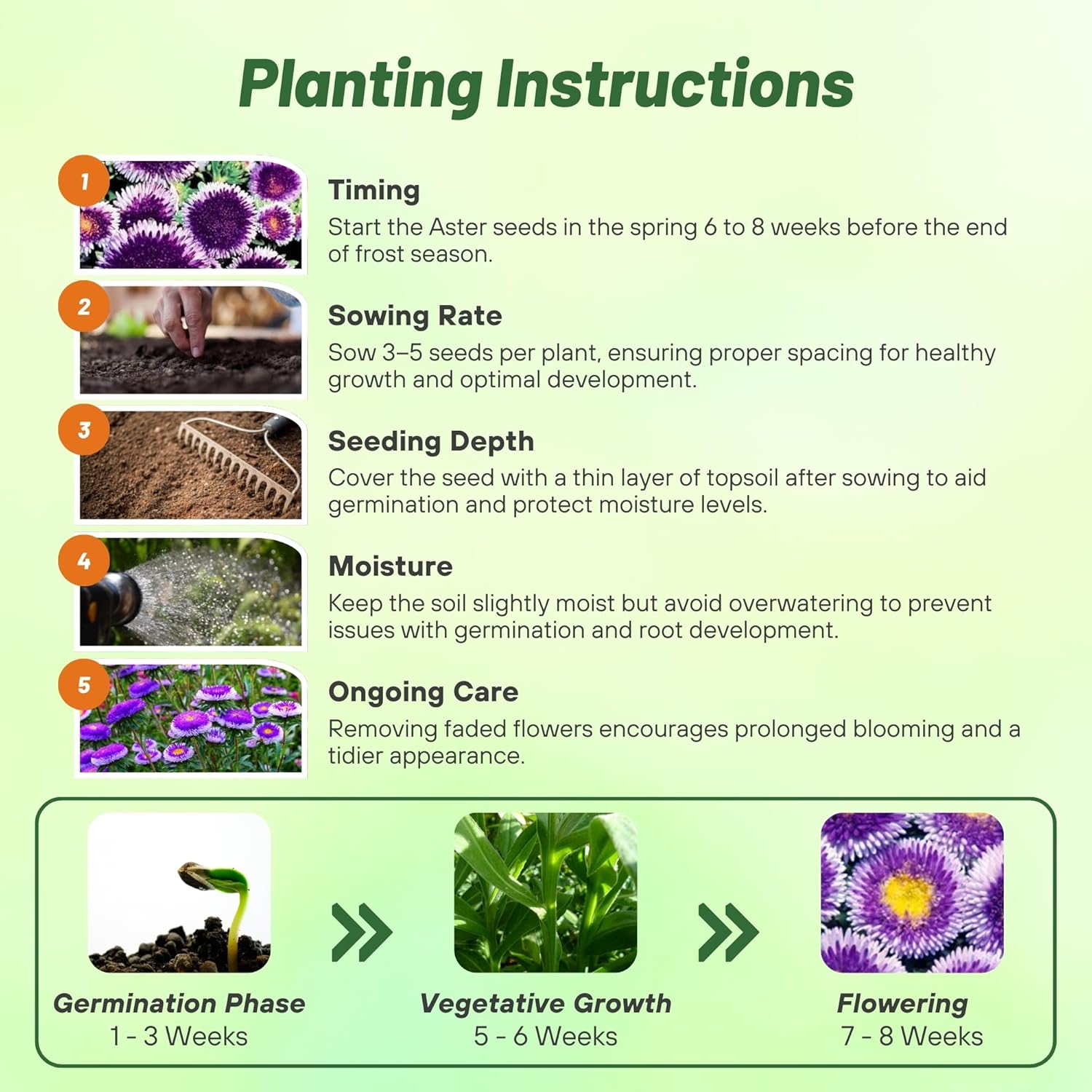 Aster Pompon Blue Moon Planting Directions