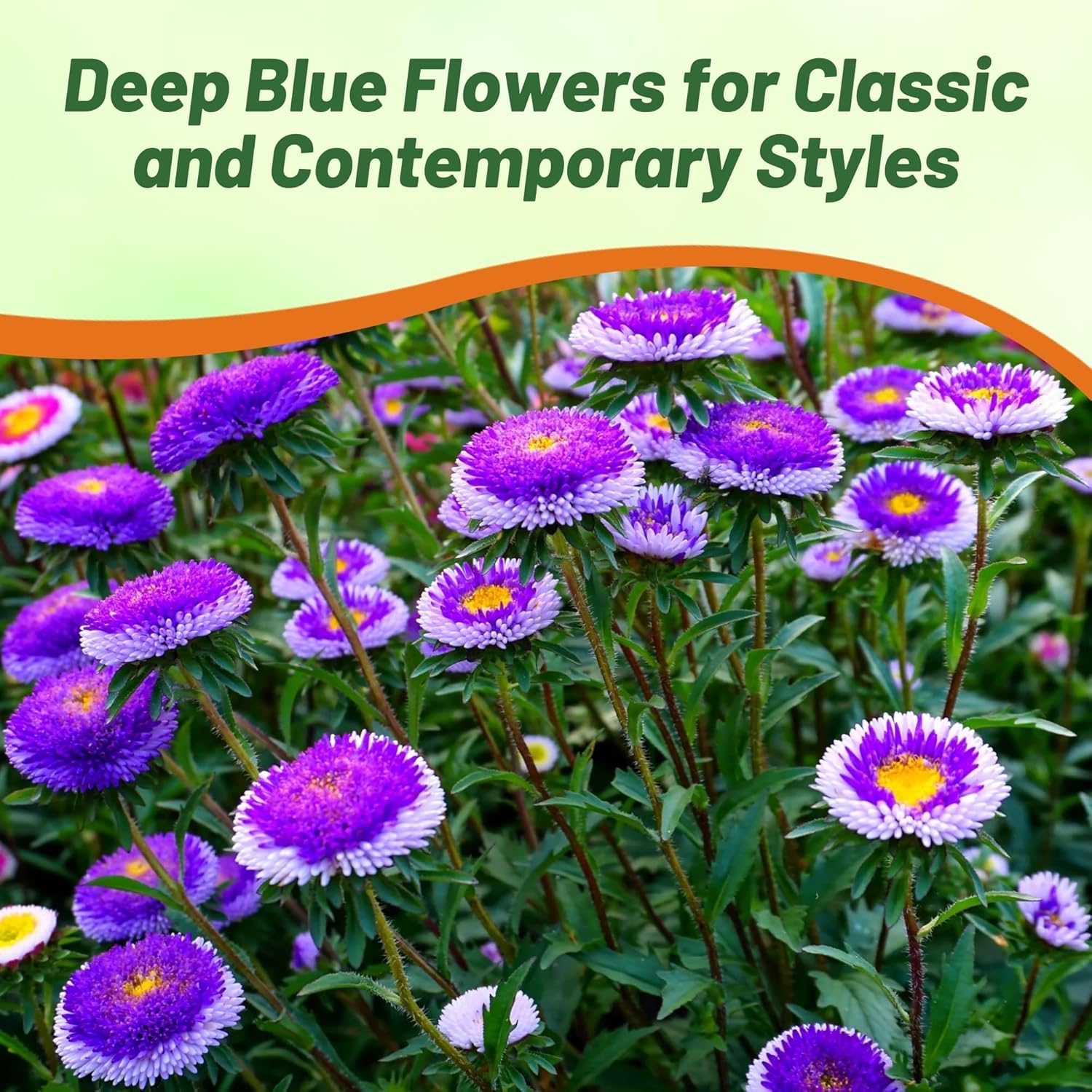 Aster Pompon Blue Moon Cut Flower