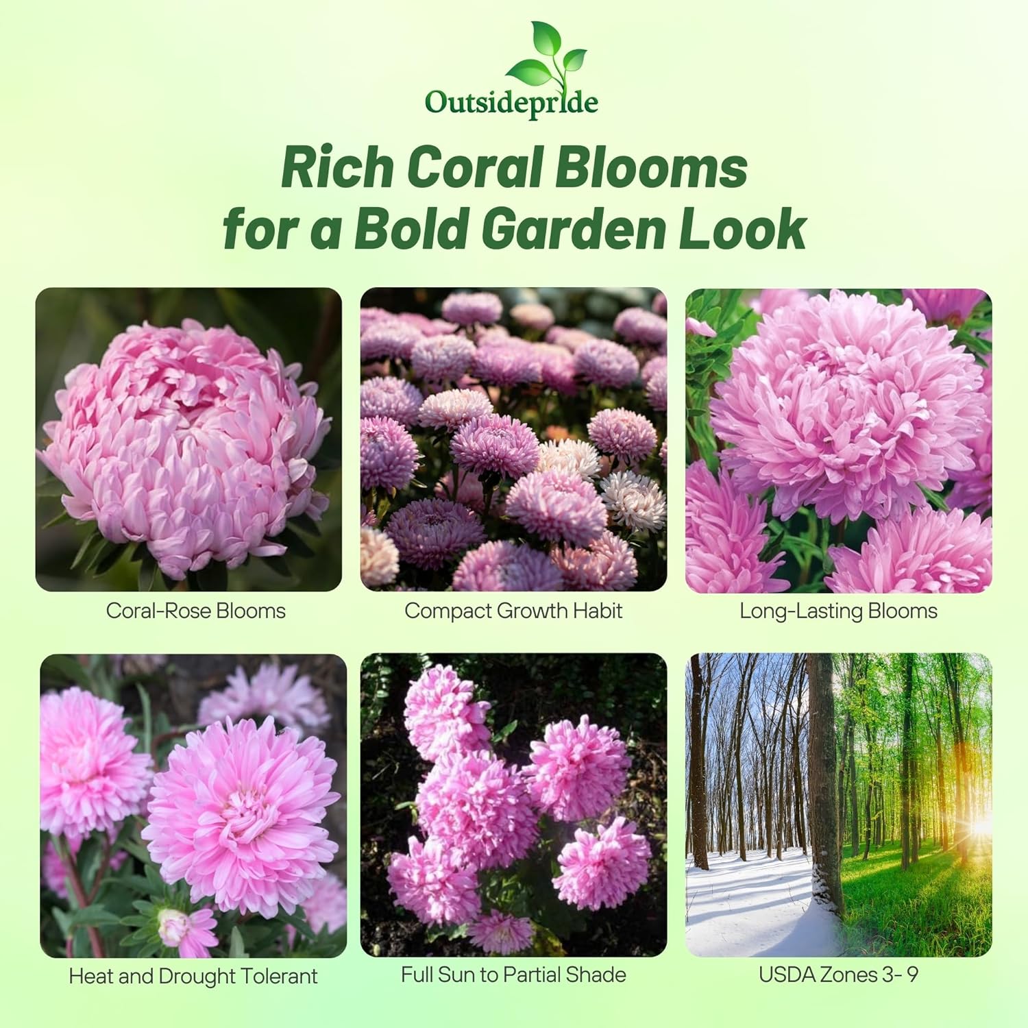 Aster Paeony Coral-rose Container Flowers