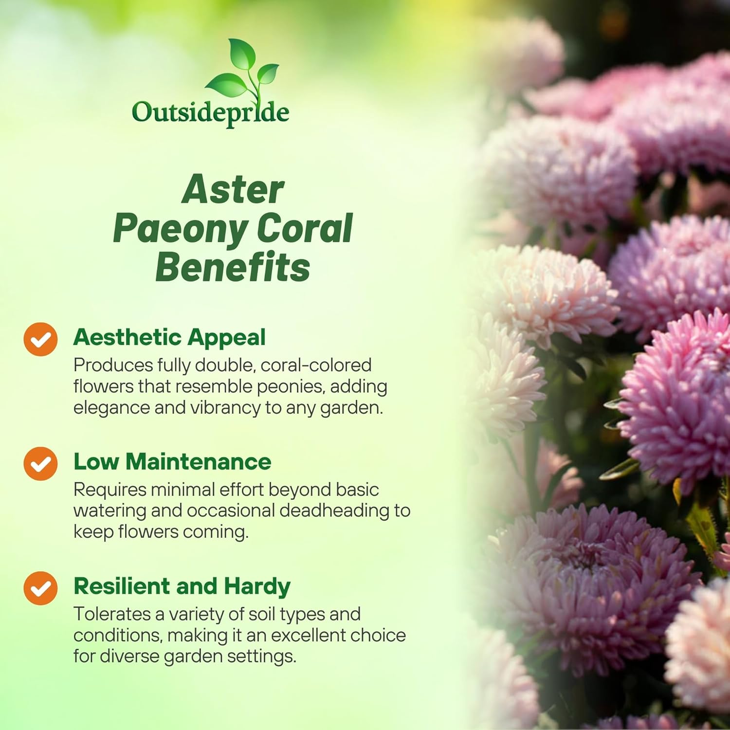 Aster Paeony Coral-rose Cut Flowers