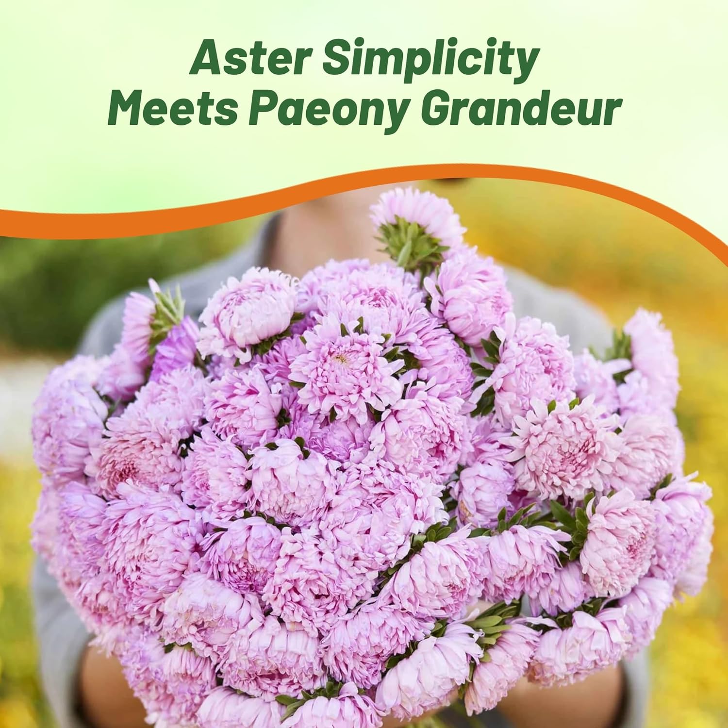 Aster Paeony Coral-rose Garden Flowers