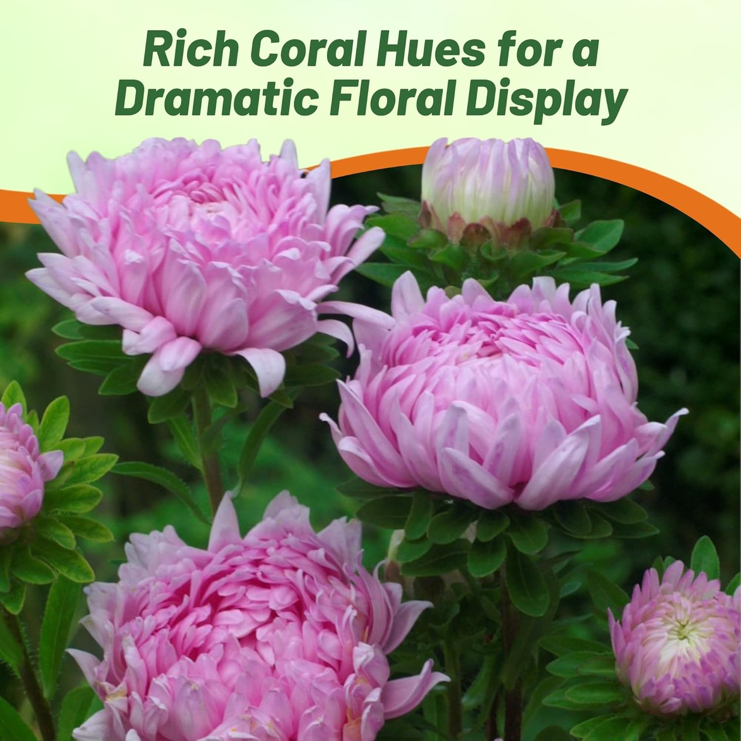Aster Paeony Coral-rose Flower Garden