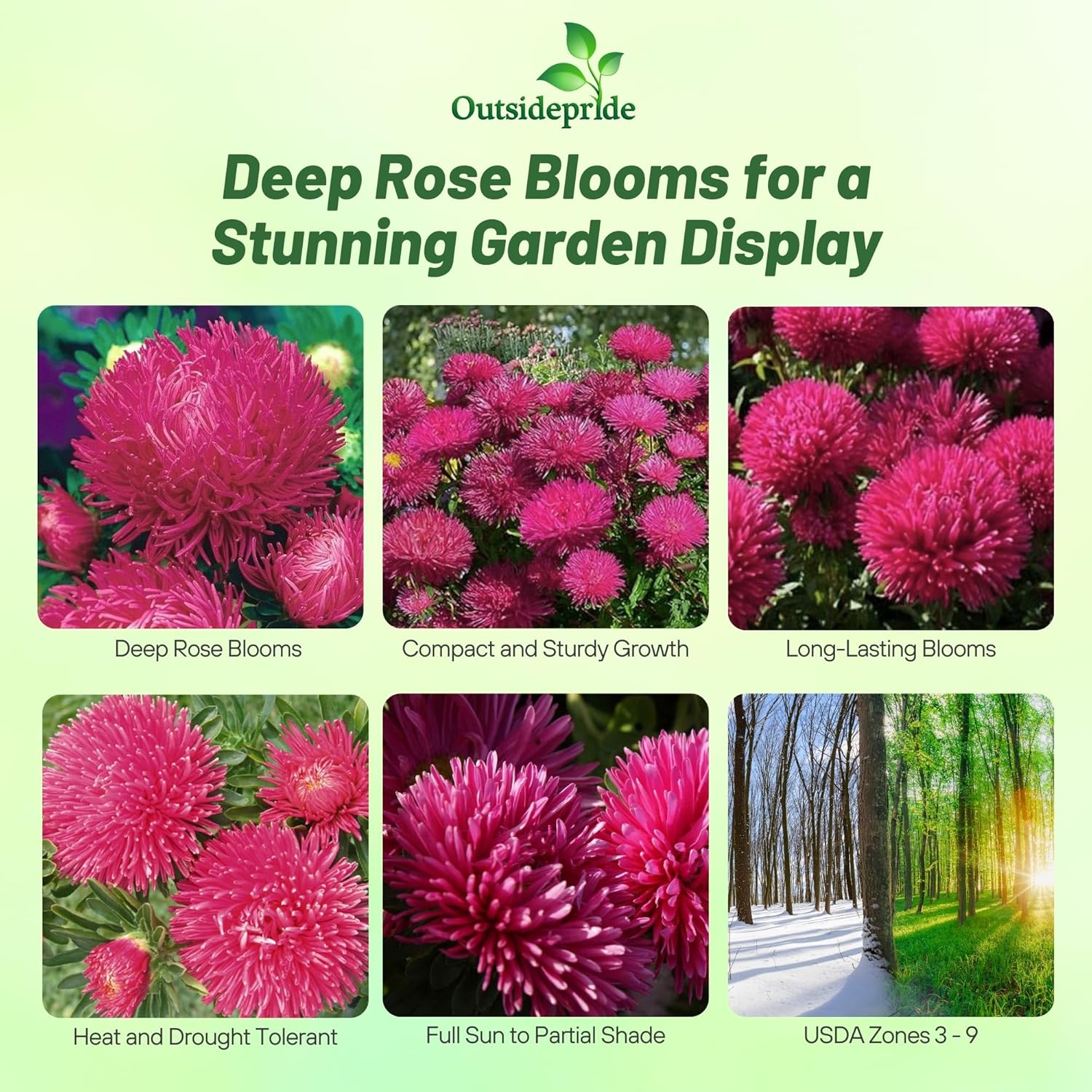 Aster Gremlin Dark Rose Cut Flowers