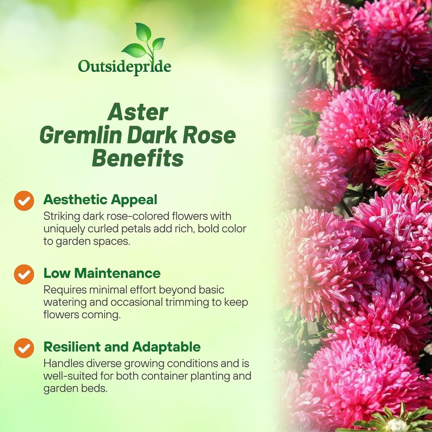 Callistephus Tall Double Gremlin Dark Rose