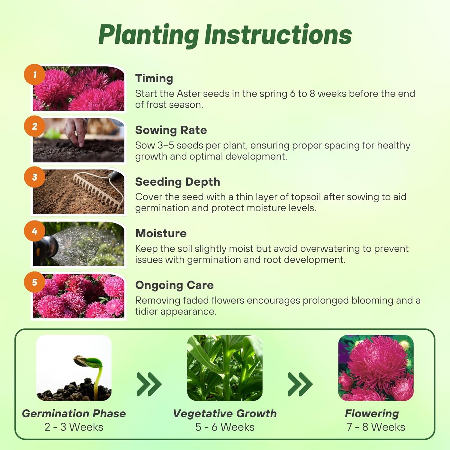 Aster Gremlin Dark Rose Directions