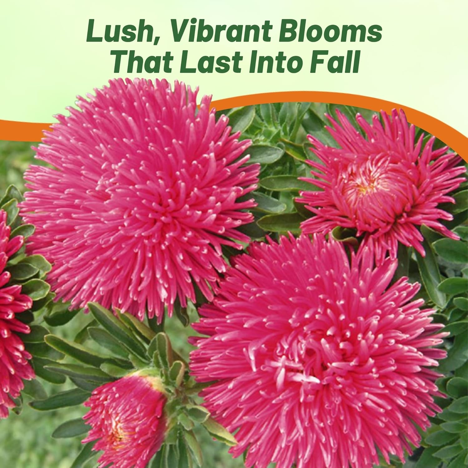 Aster Gremlin Dark Rose Plants