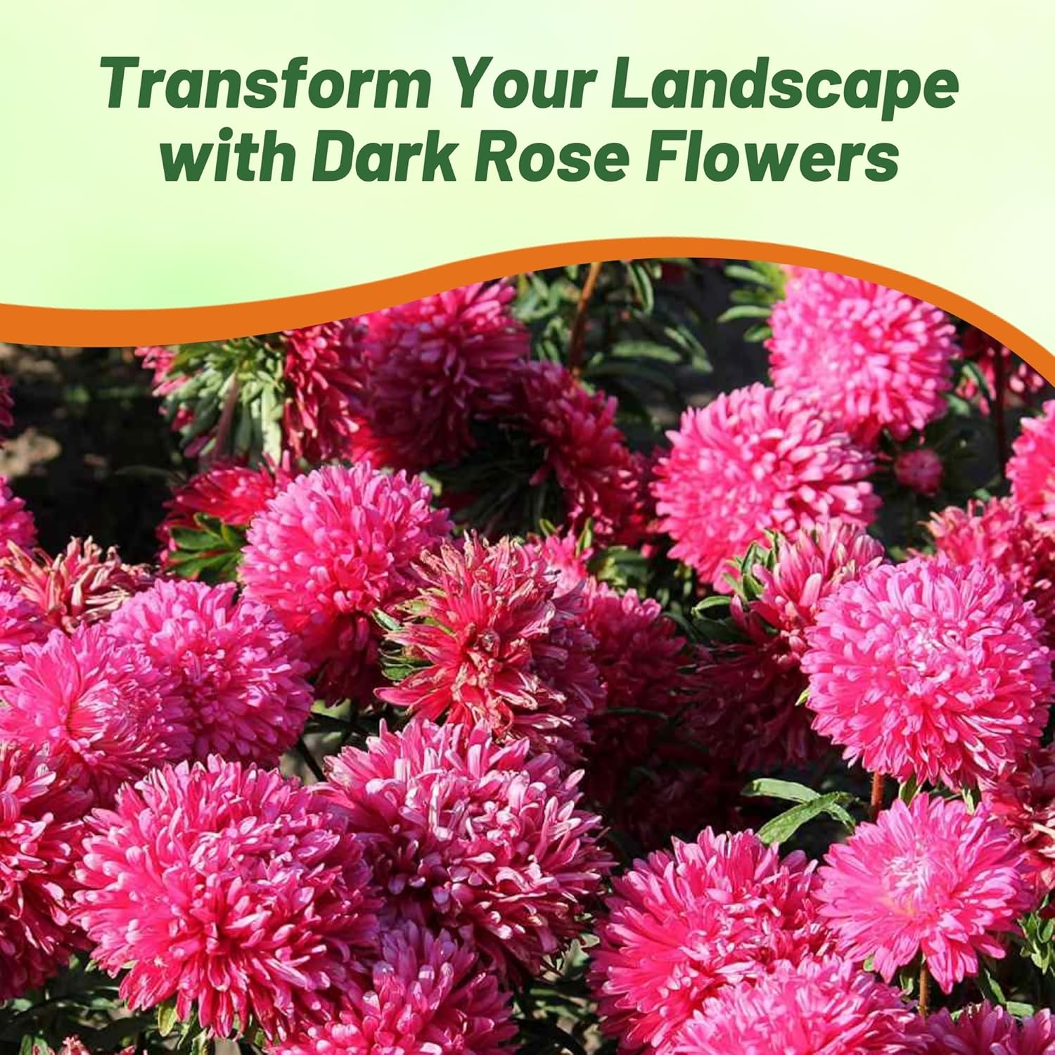 Aster Gremlin Dark Rose Garden Flowers