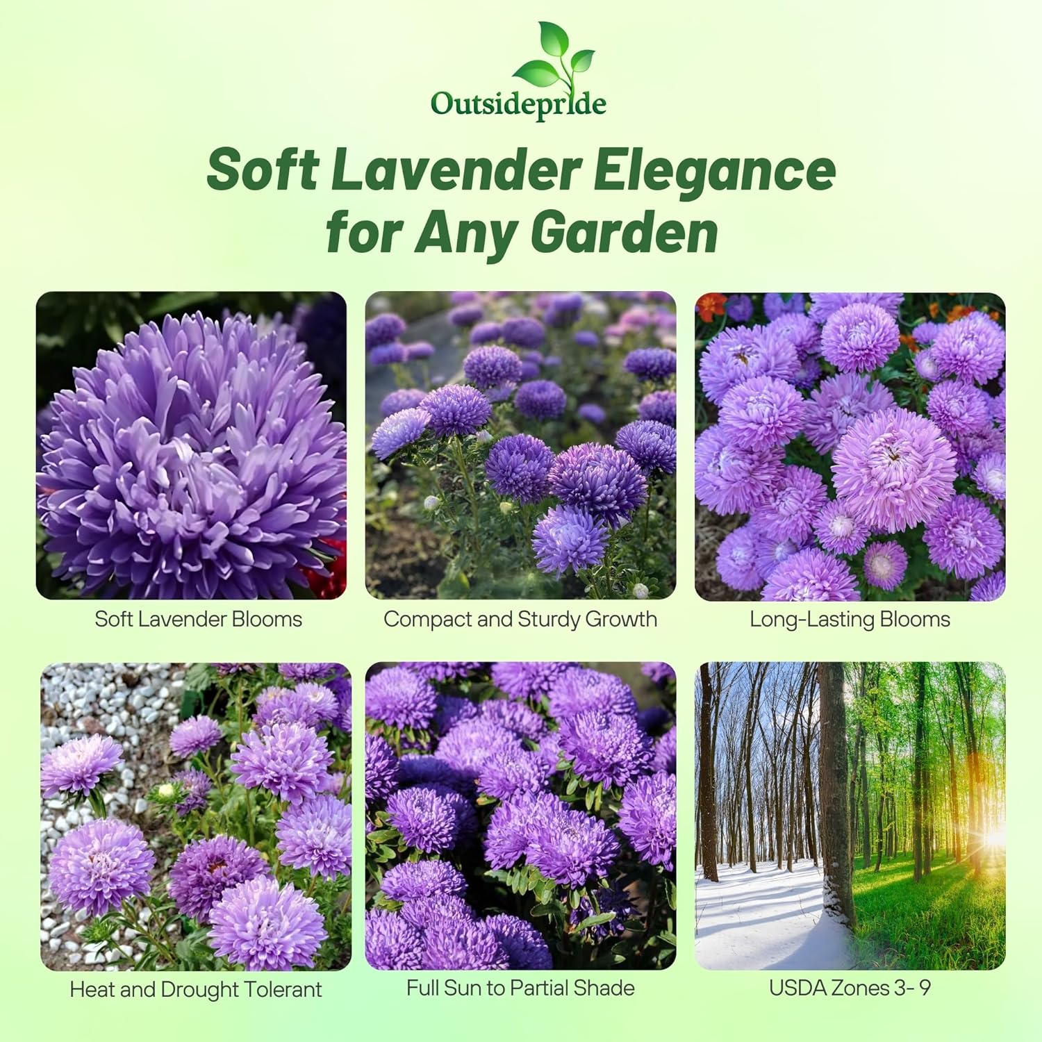 Aster Gremlin Lavender Container Flowers