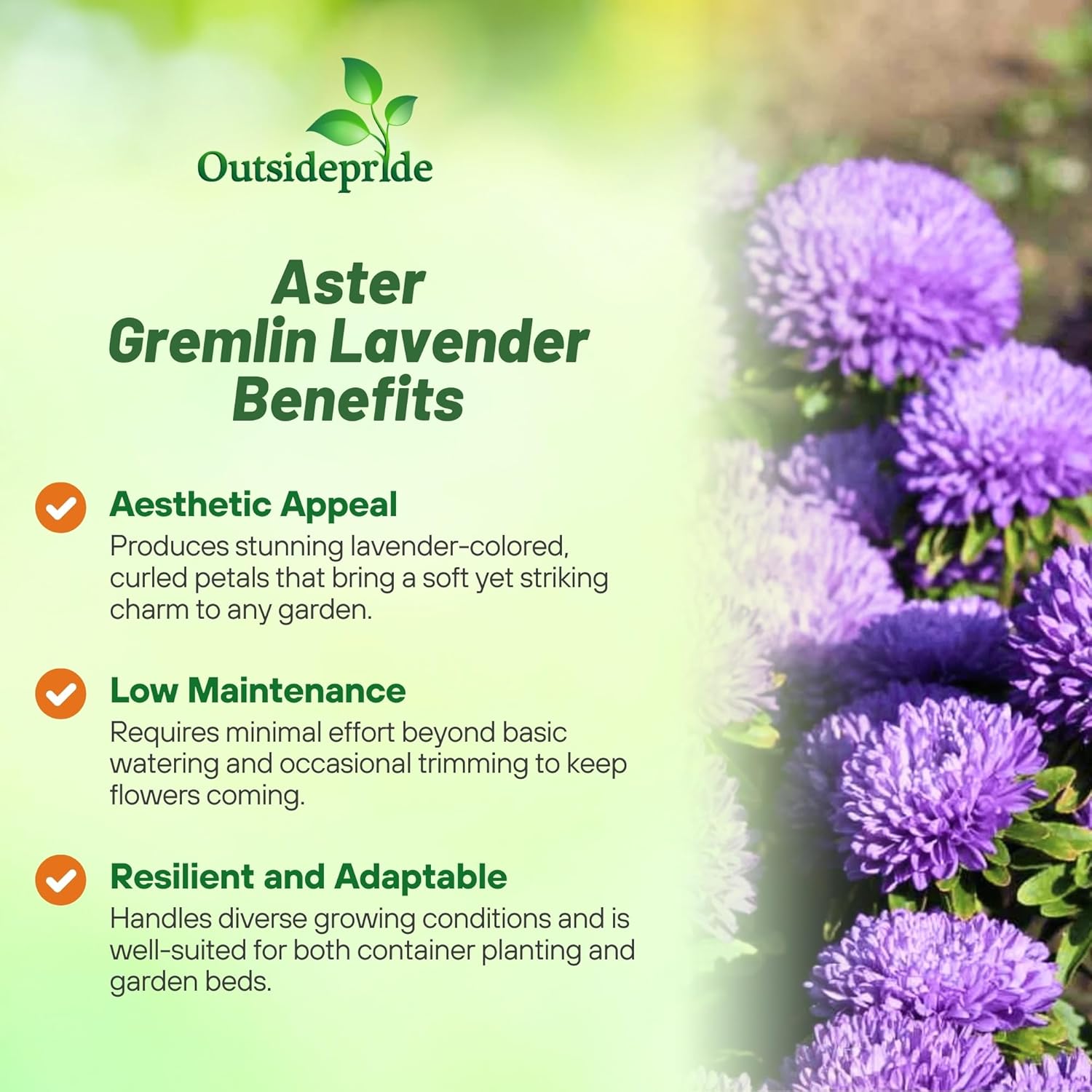 Aster Gremlin Lavender Cut Flowers