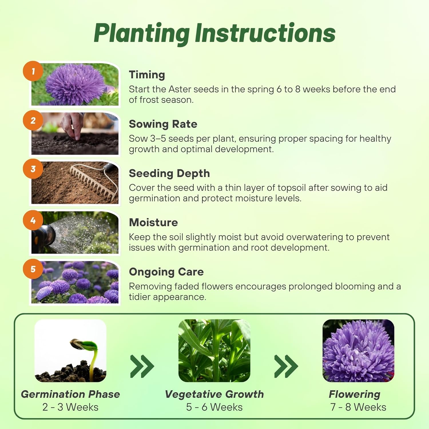 Aster Gremlin Lavender Directions