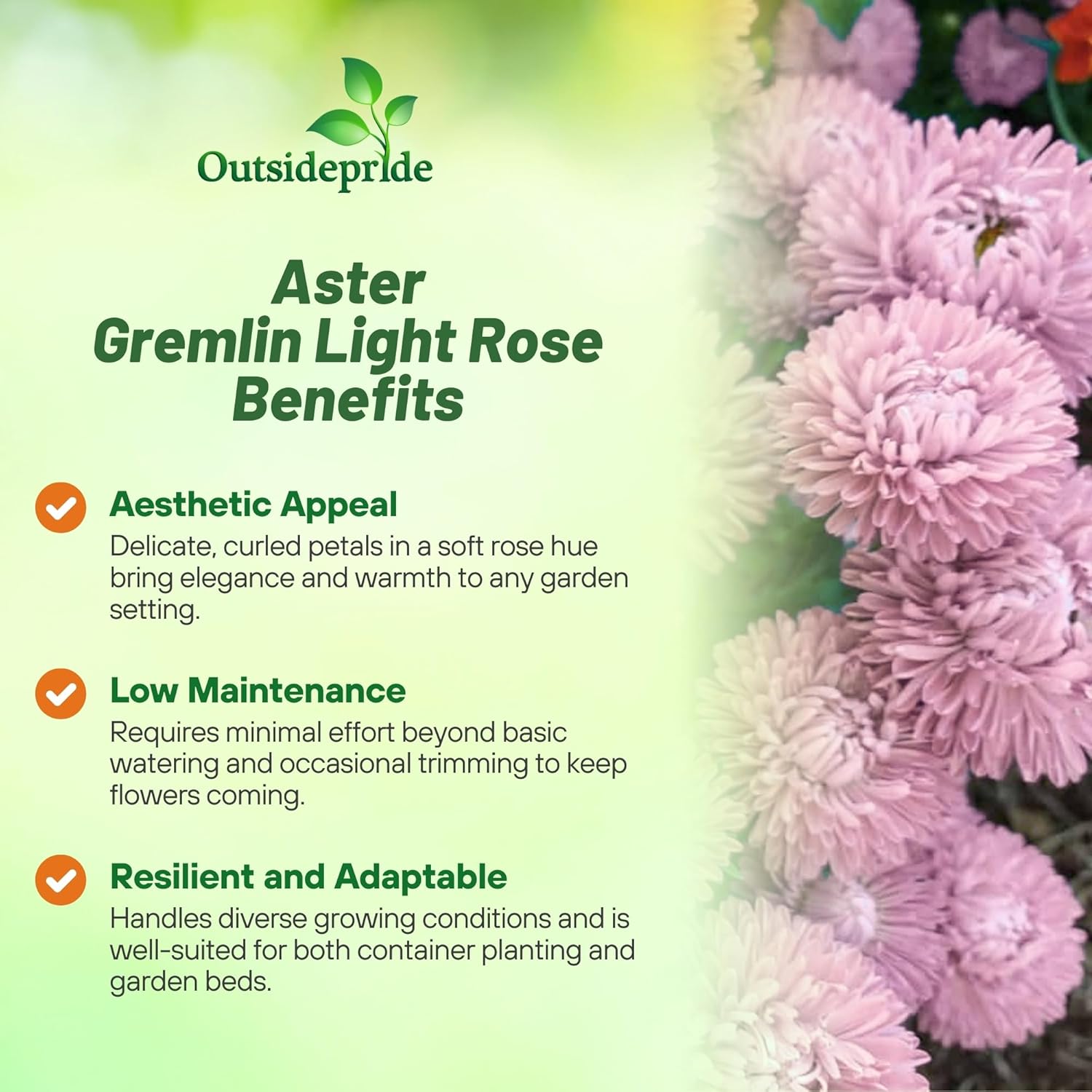 Aster Gremlin Light Rose Container Plants