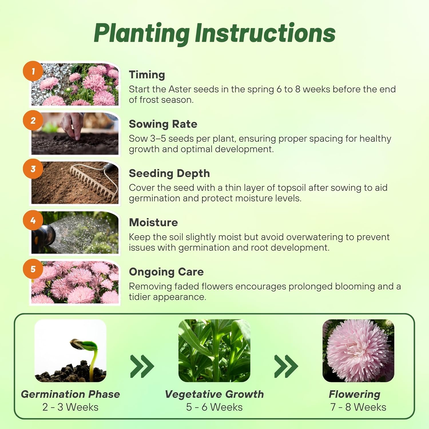 Aster Gremlin Light Rose Directions