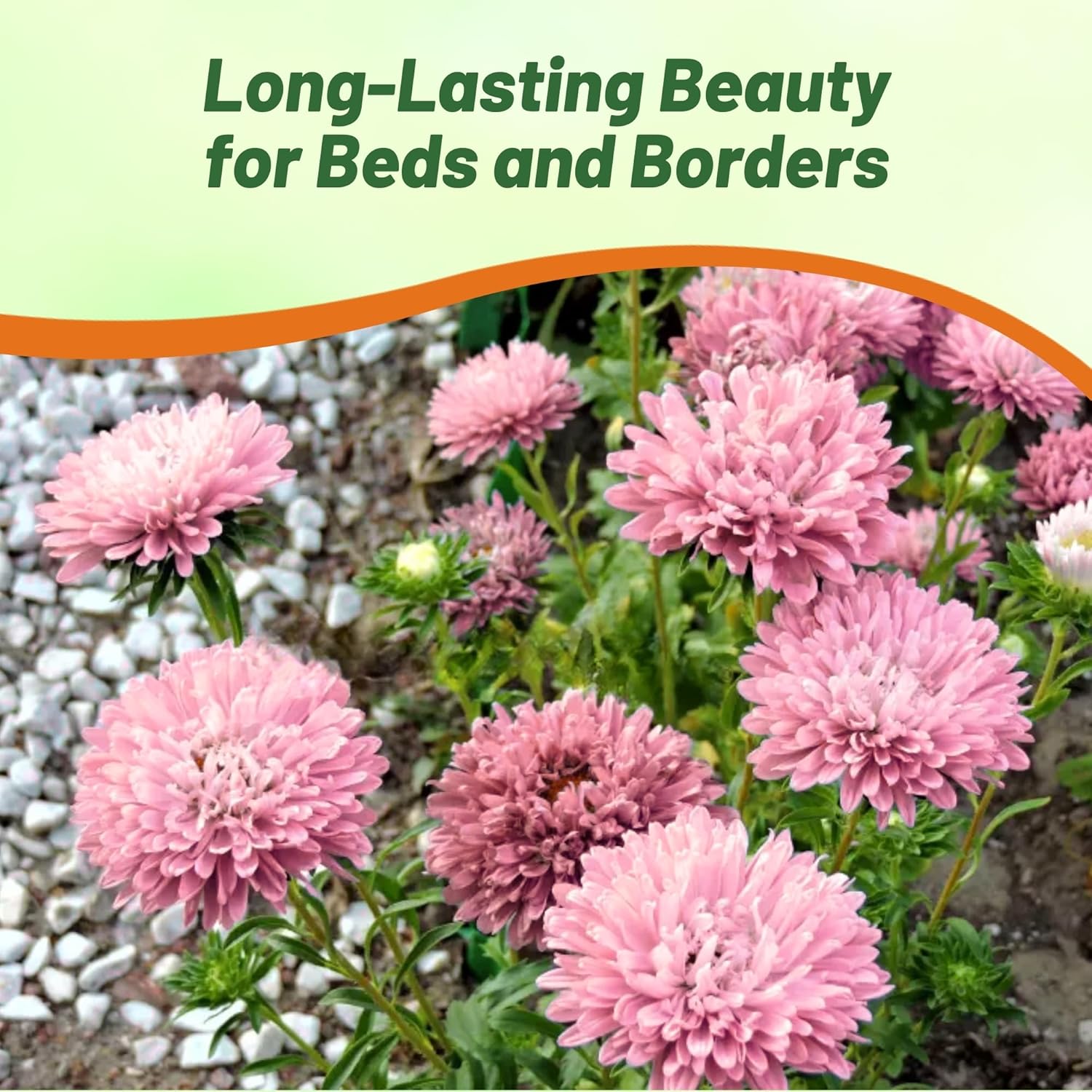Aster Gremlin Light Rose Cut Flowers