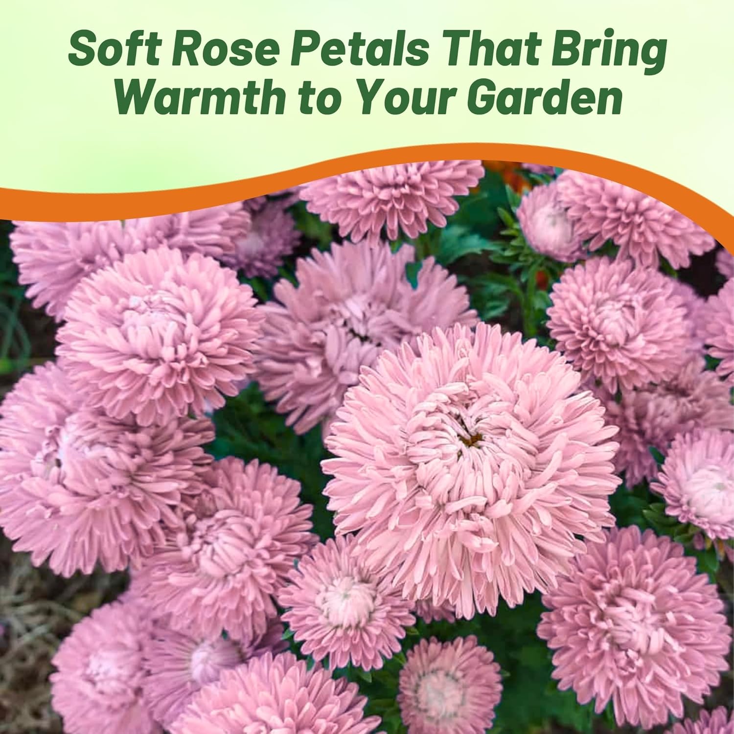 Aster Gremlin Light Rose Pollinating Flowers
