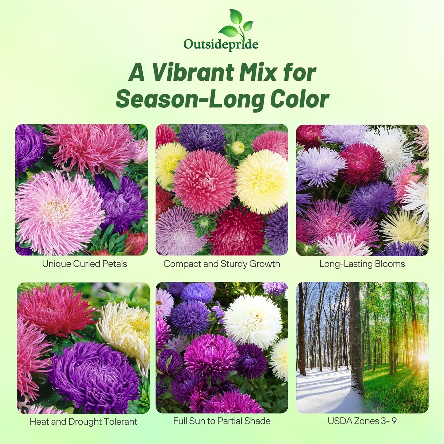 Aster Gremlin Cut Flower Mix