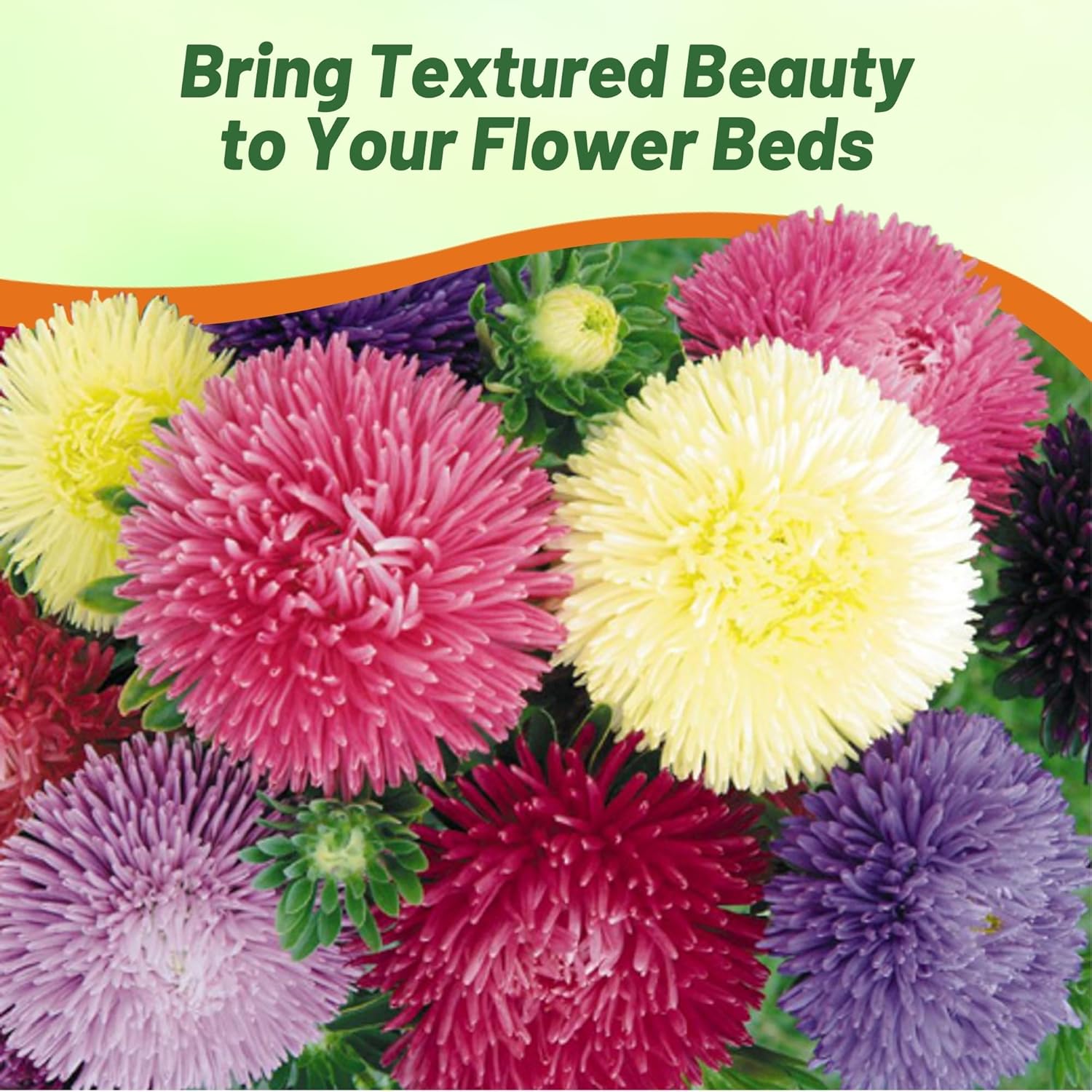 Aster Gremlin Flower Seed Mixture