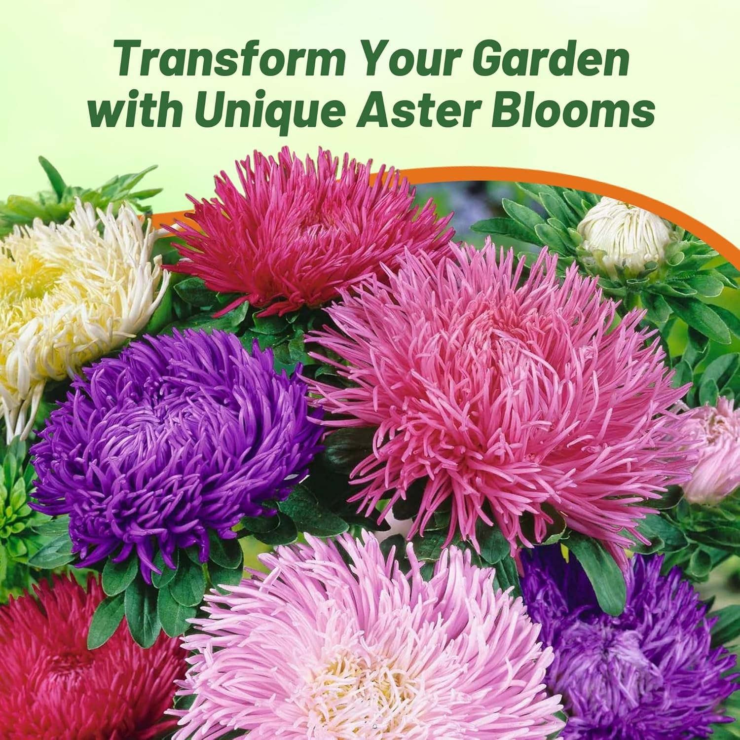 Aster Gremlin Arrangement Flower Mix