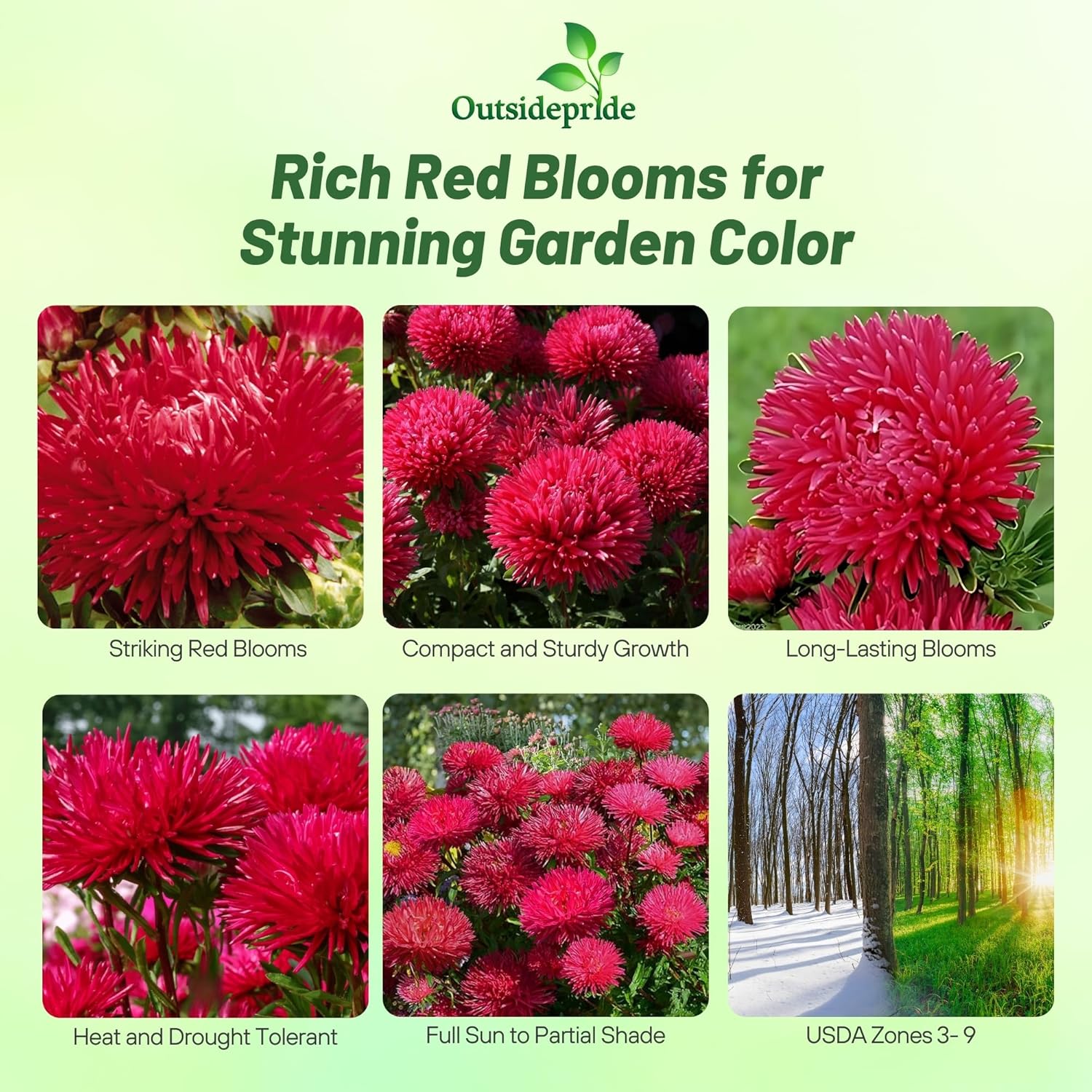Aster Gremlin Red Garden Flowers